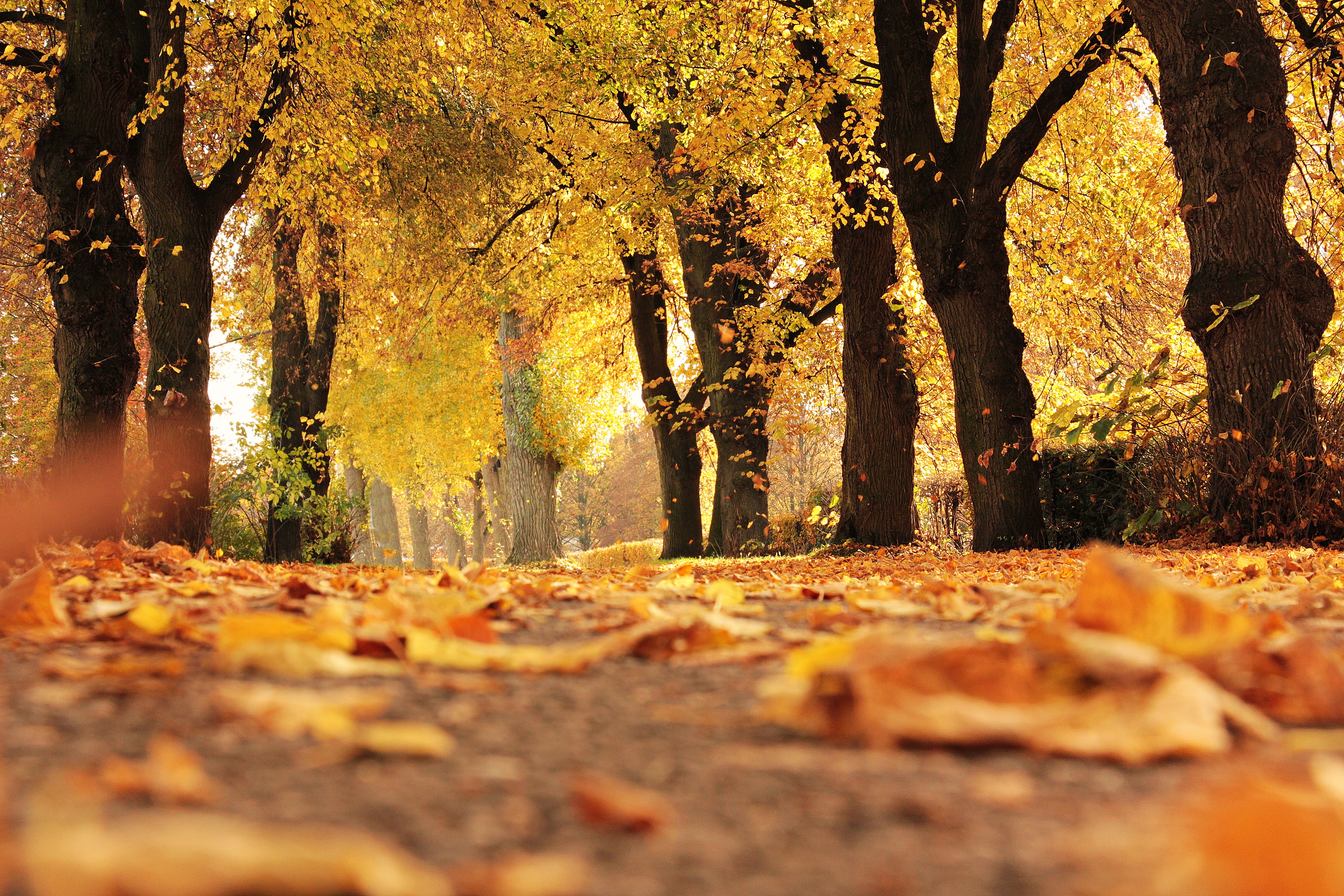 Free download wallpaper Nature, Park, Tree, Leaf, Fall, Photography on your PC desktop