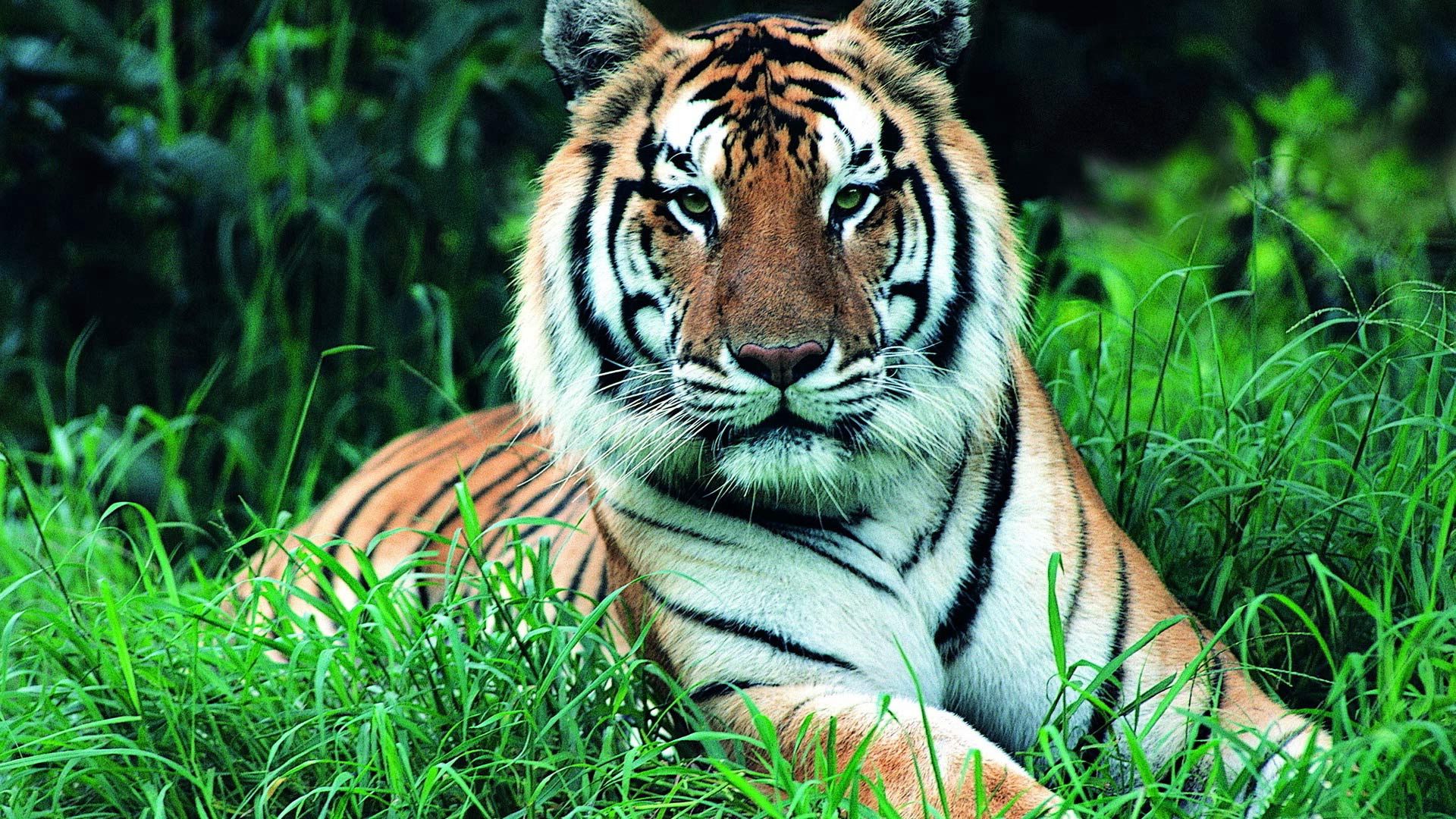 60107 baixar imagens tigre, animais, grama, focinho, verdes, verdura, caules, hastes - papéis de parede e protetores de tela gratuitamente