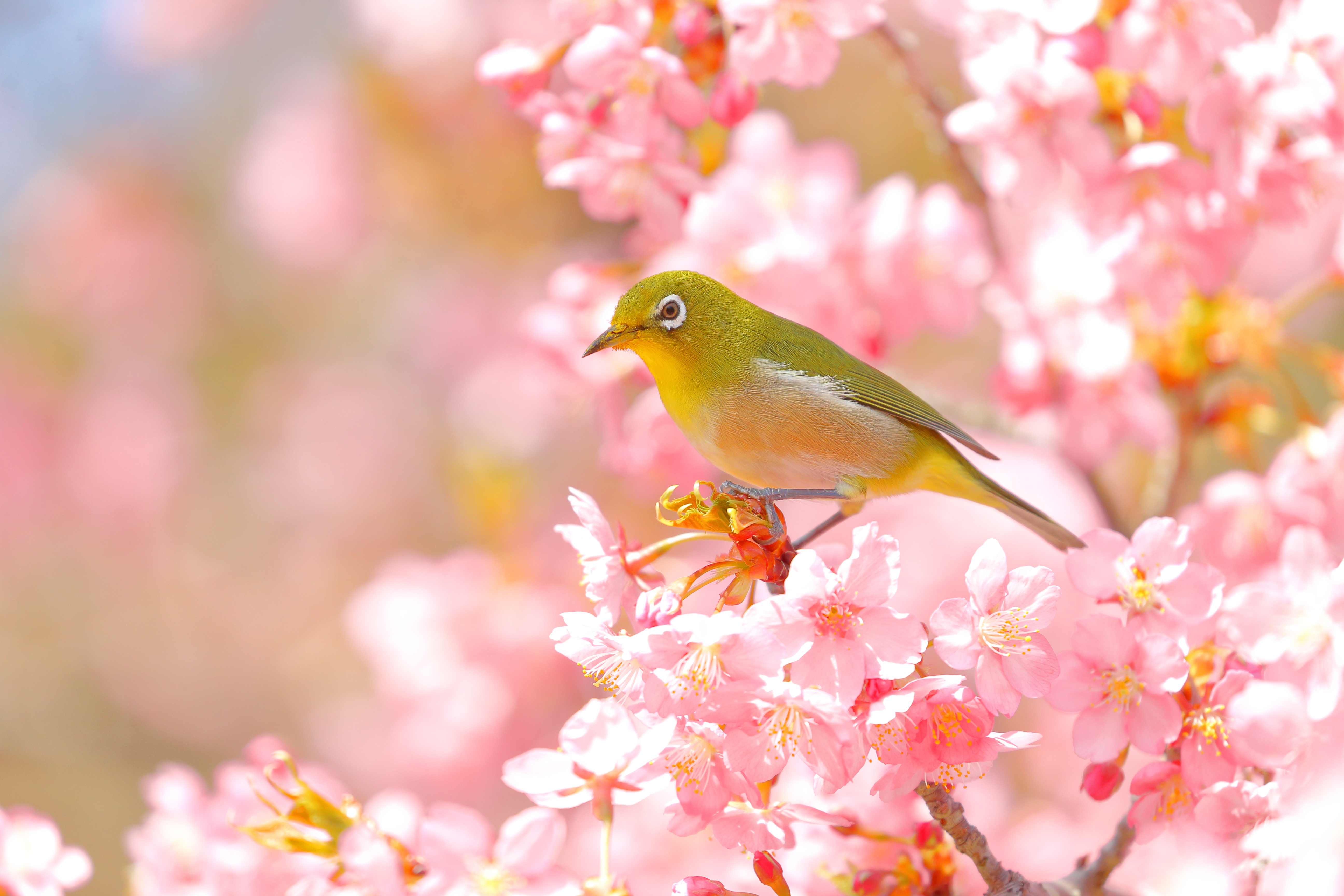 Descarga gratis la imagen Animales, Florecer, Aves, Ojiblanco Japonés en el escritorio de tu PC