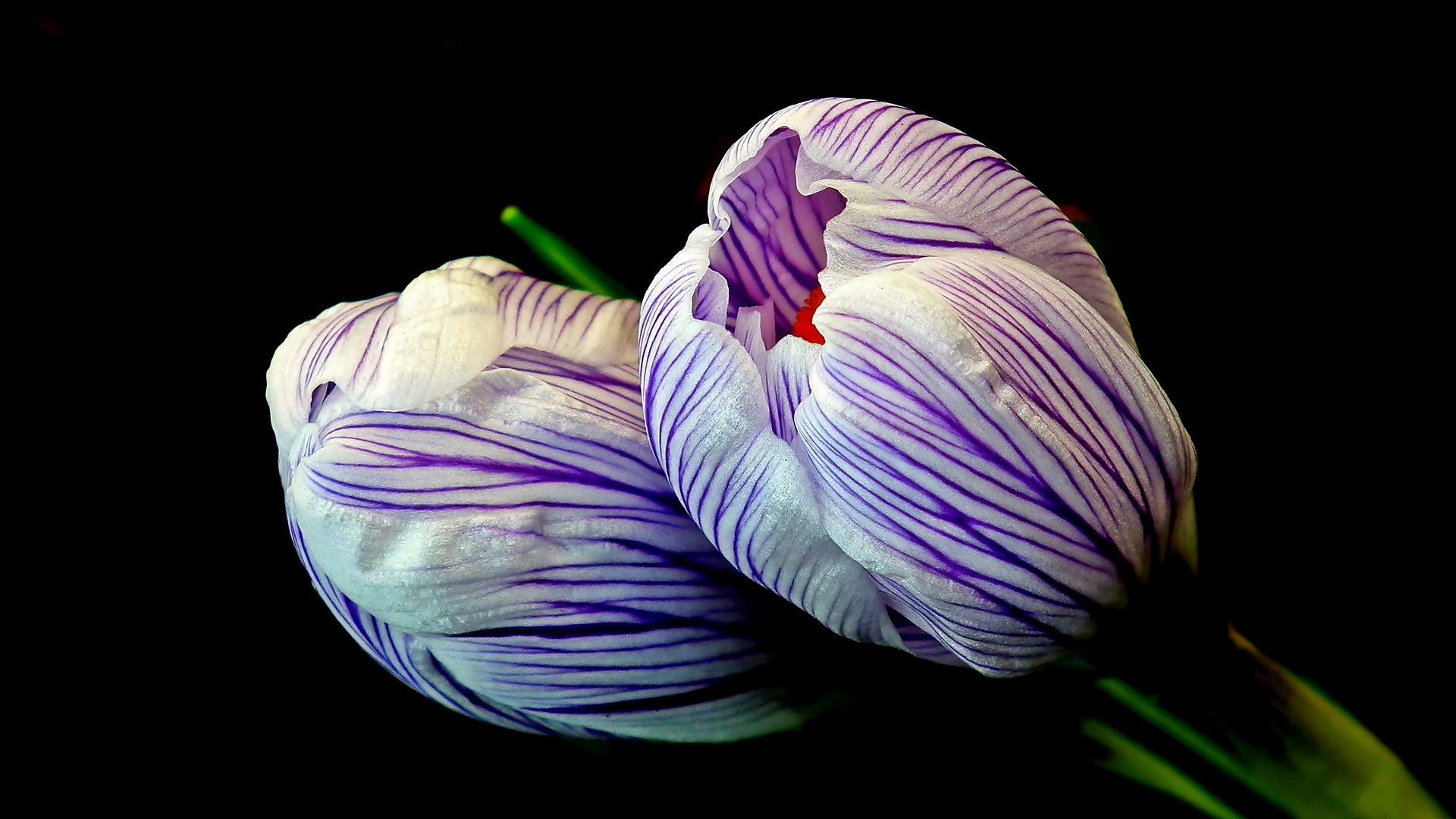 Laden Sie das Blumen, Krokus, Erde/natur-Bild kostenlos auf Ihren PC-Desktop herunter