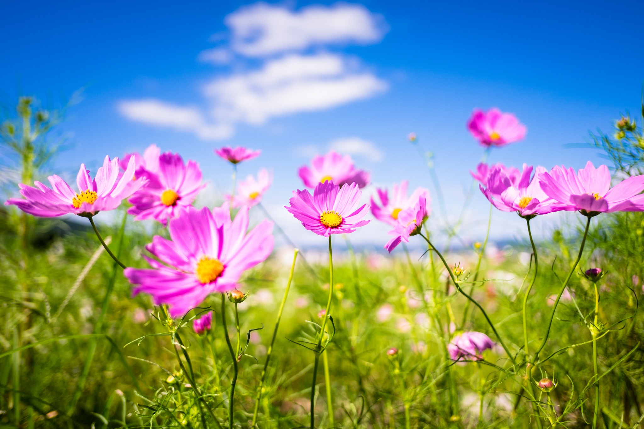 Download mobile wallpaper Nature, Flowers, Flower, Earth, Cosmos, Pink Flower, Depth Of Field for free.