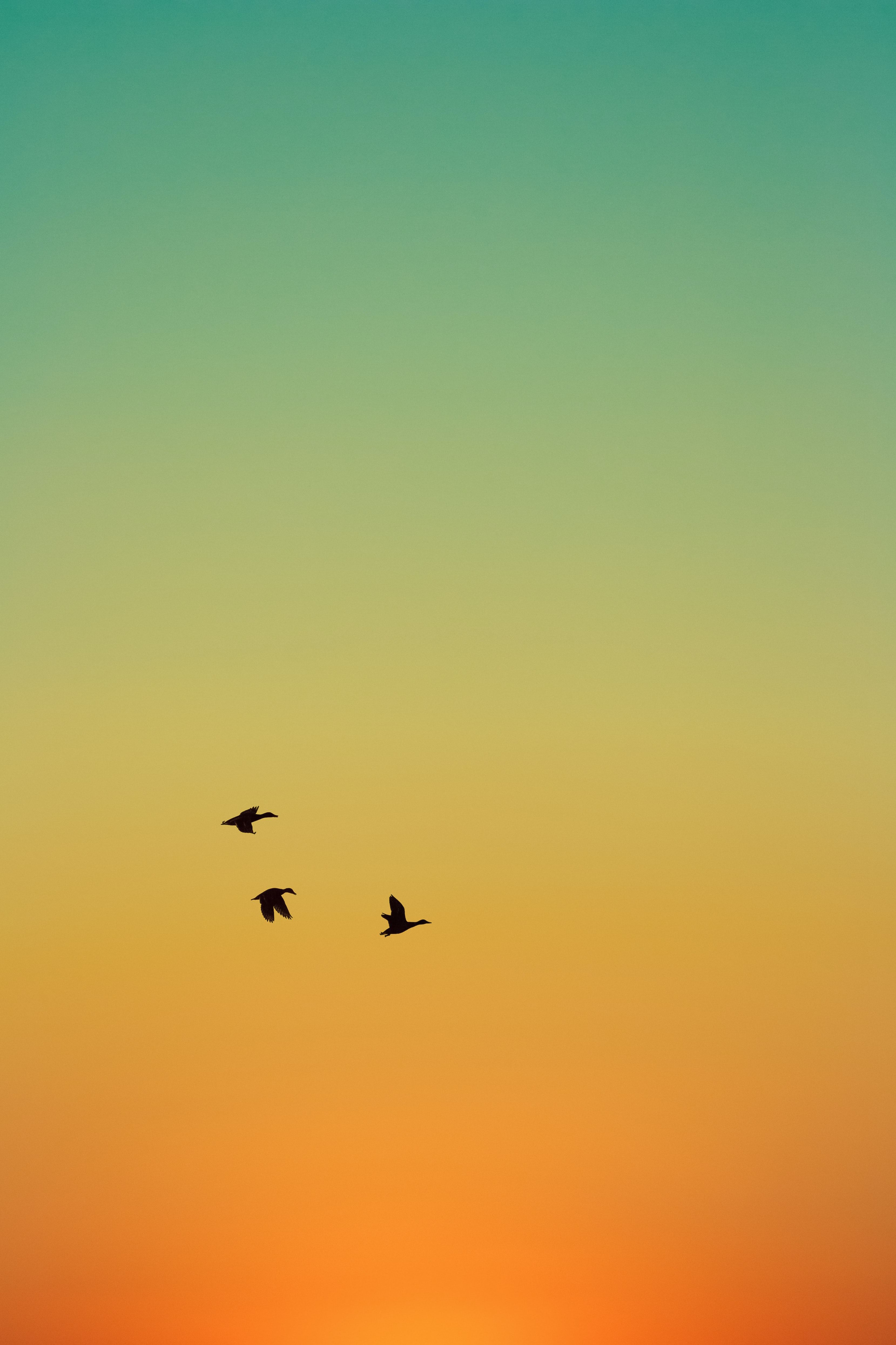 animals, birds, sunset, ducks, sky, flight