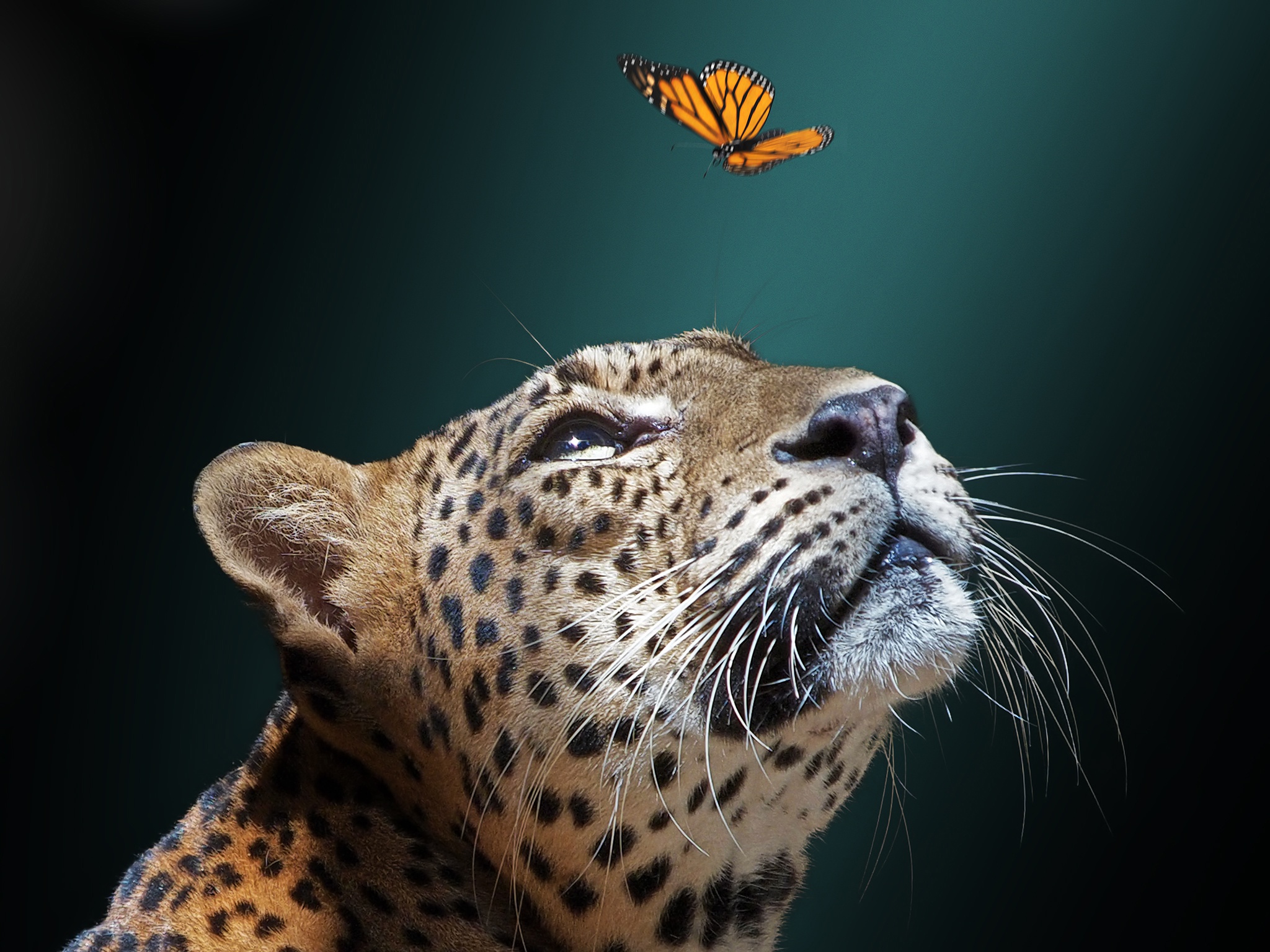 Download mobile wallpaper Cats, Jaguar, Muzzle, Butterfly, Animal for free.