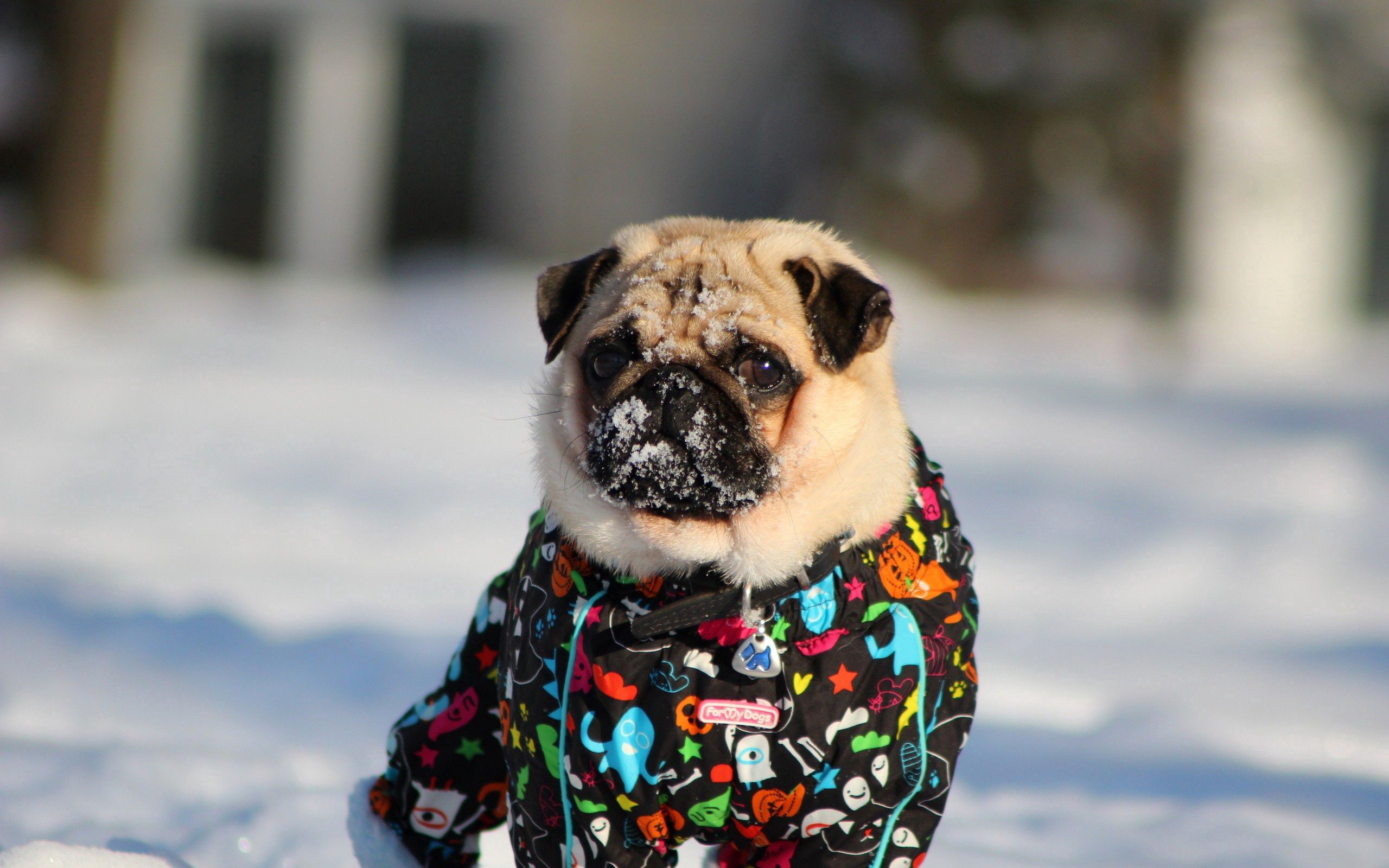 PCデスクトップに動物, 冬, 雪, ジャケット, 犬, パグ画像を無料でダウンロード