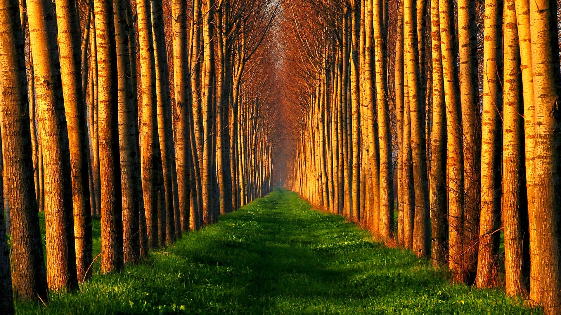 Download mobile wallpaper Grass, Tree, Earth, Path, Tree Lined for free.