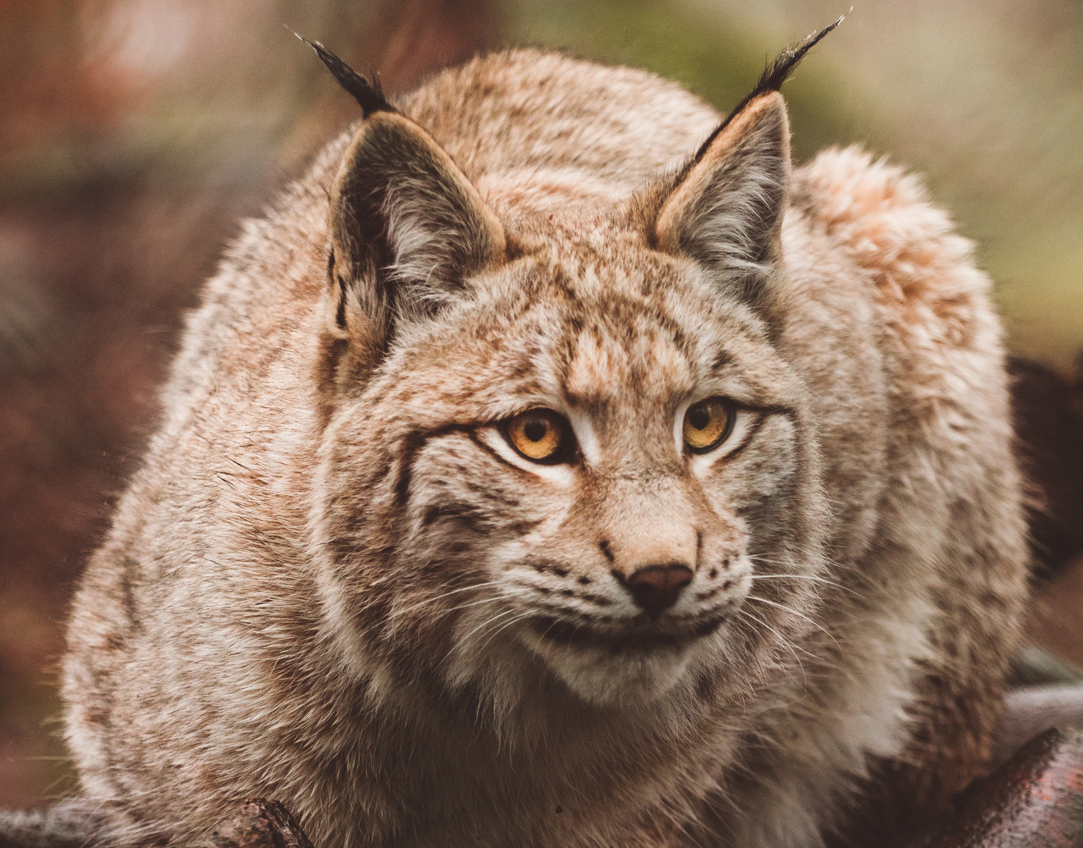 Free download wallpaper Lynx, Cats, Animal on your PC desktop