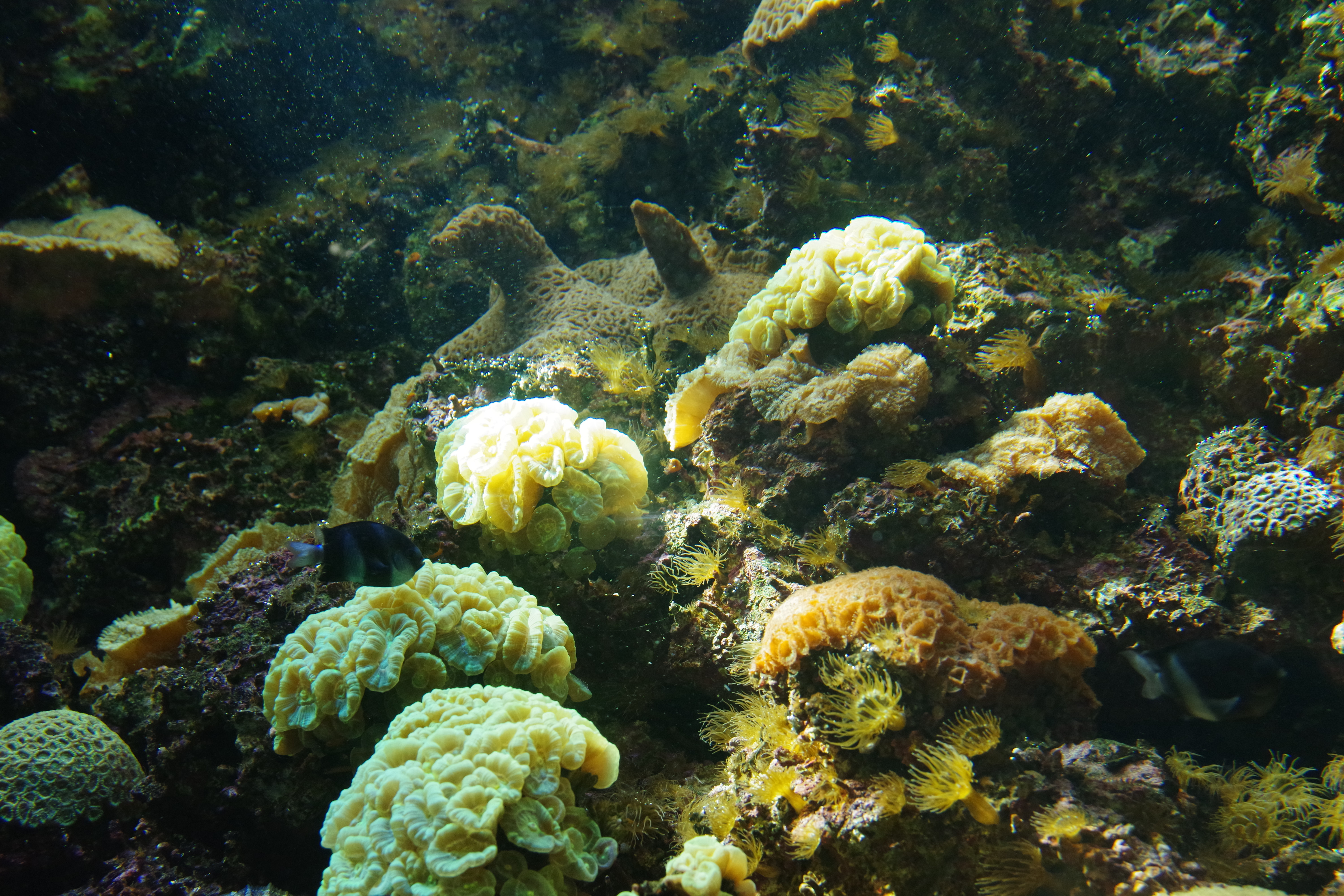 88233 завантажити картинку природа, вода, корали, підводний світ, водорості, водоростей - шпалери і заставки безкоштовно