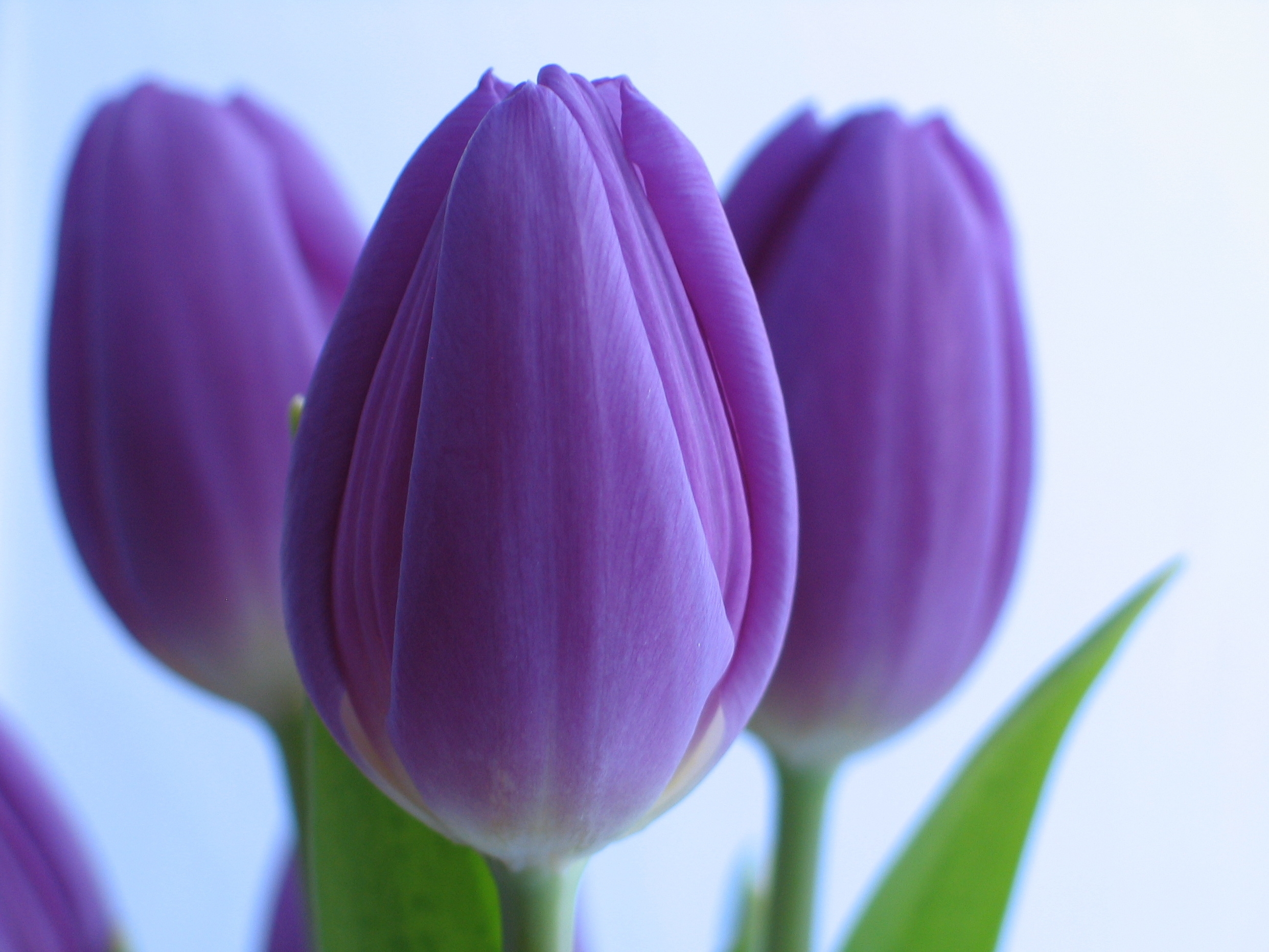 Téléchargez gratuitement l'image Fermer, Fleurs, Gros Plan, Bouquet, Tulipes sur le bureau de votre PC