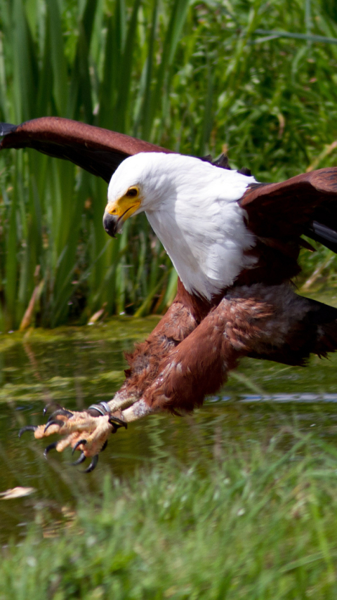 animal, eagle, african fish eagle, birds wallpapers for tablet