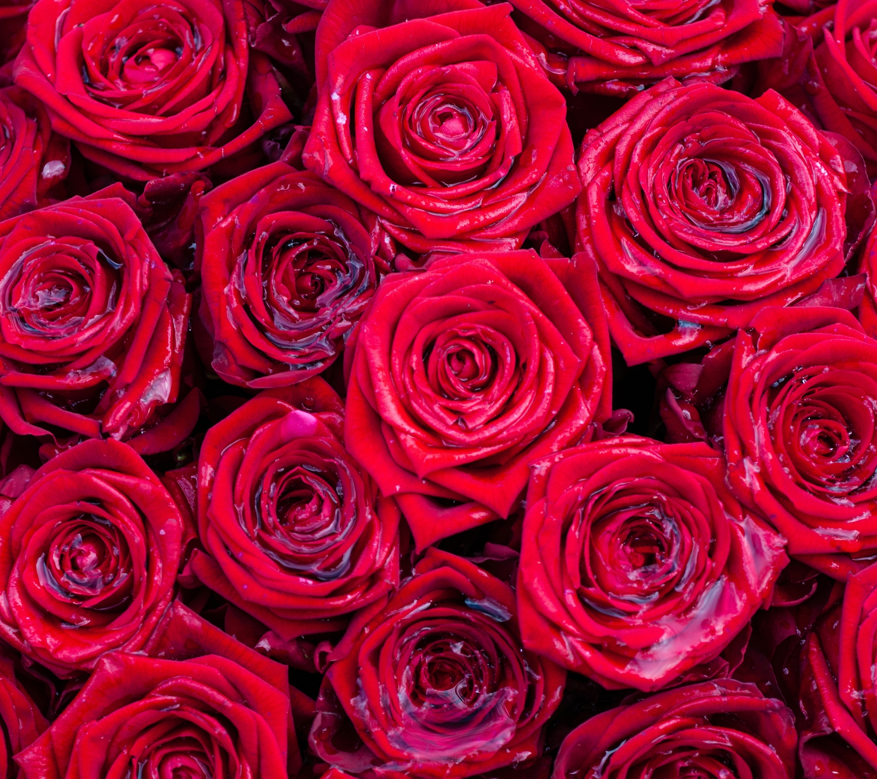 Download mobile wallpaper Flowers, Water, Flower, Rose, Earth, Red Rose, Red Flower for free.