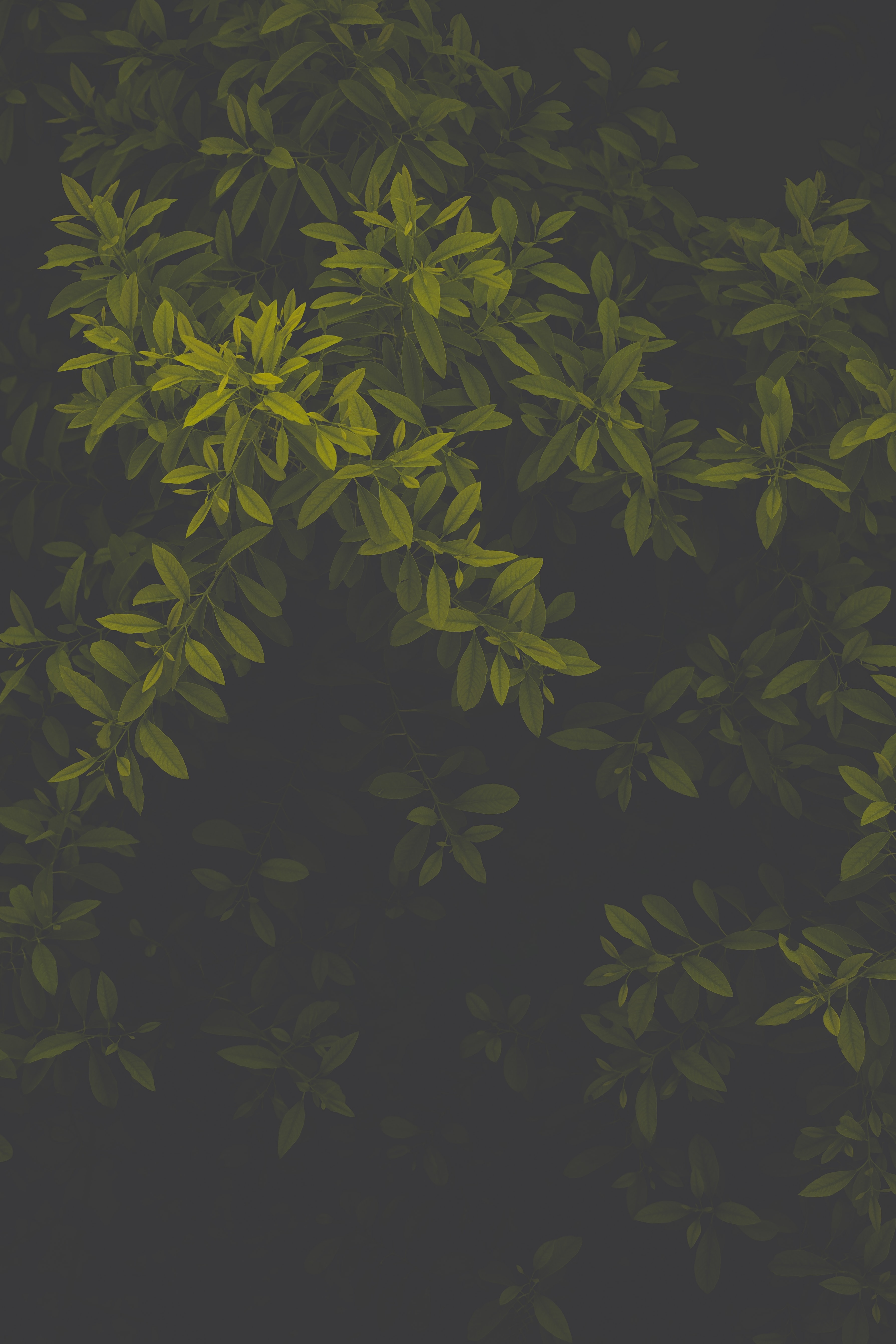 110531 завантажити шпалери листя, зелений, темні, темний, похмурий - заставки і картинки безкоштовно