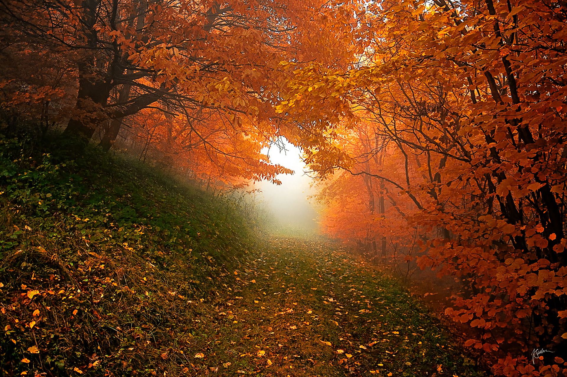 Скачать обои бесплатно Осень, Лес, Дерево, Дорожка, Земля/природа картинка на рабочий стол ПК