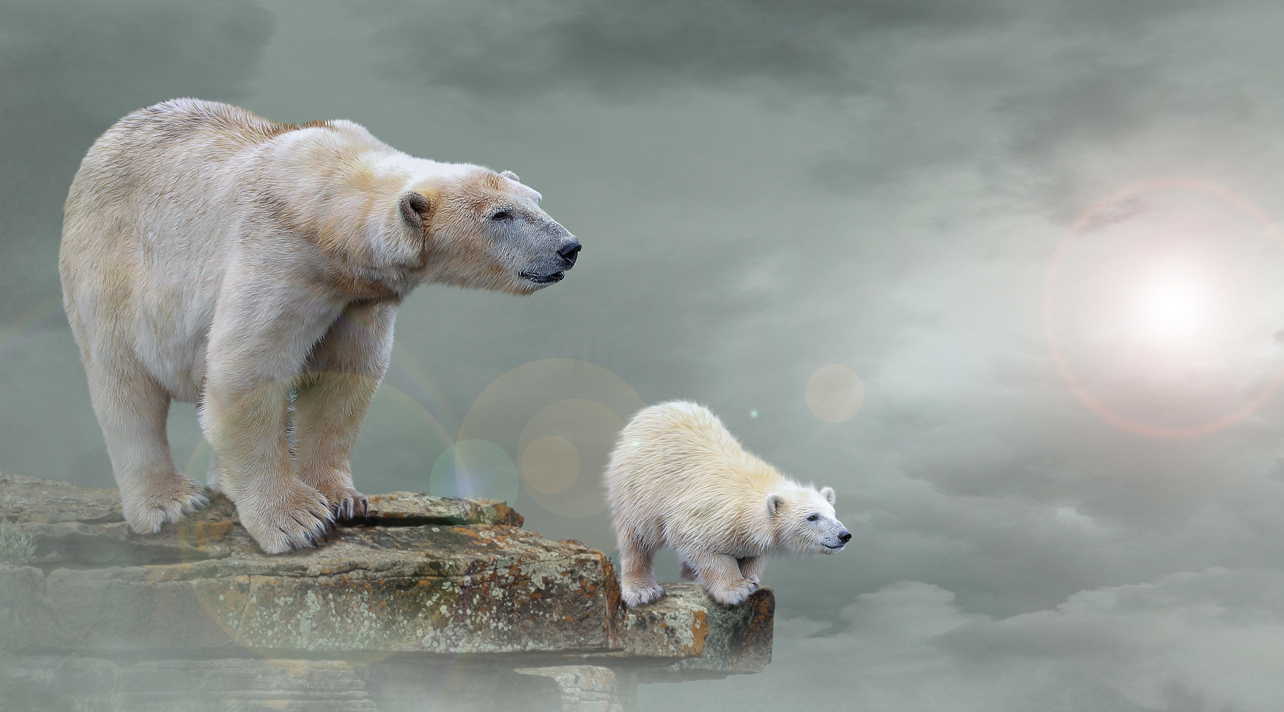 825246 скачать обои белый медведь, фотографии, манипуляции, детеныш - заставки и картинки бесплатно