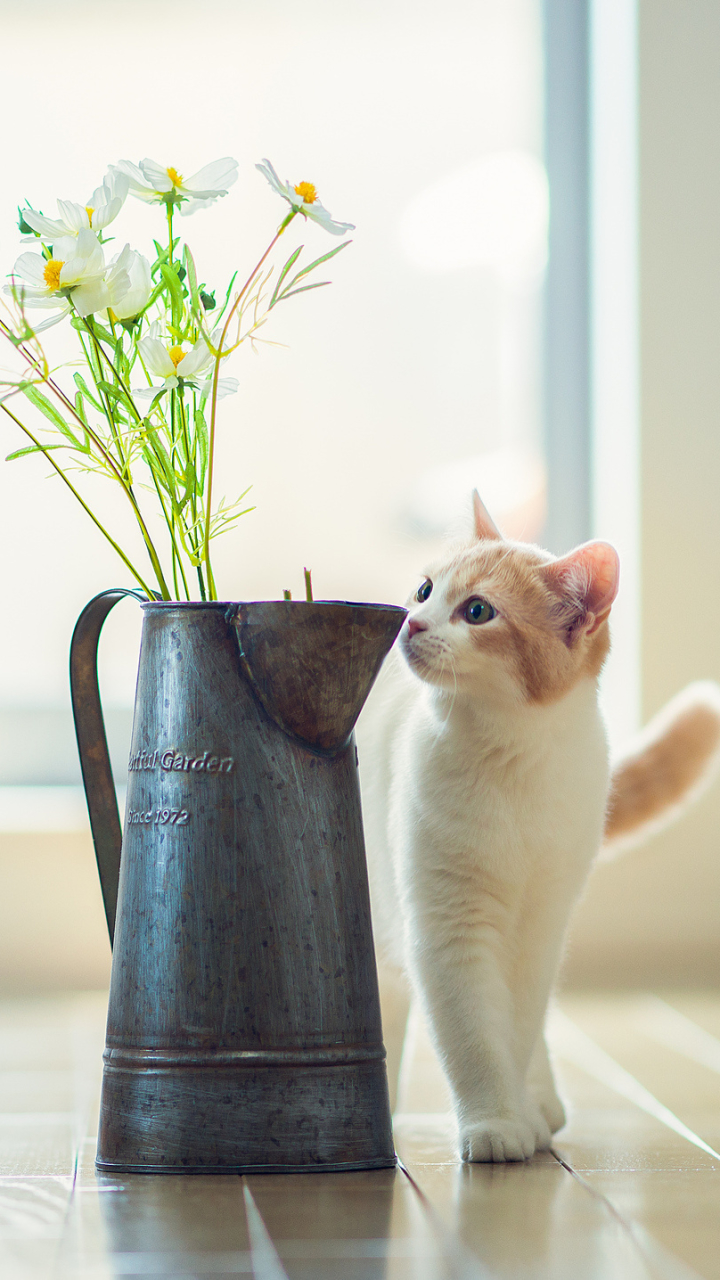 Baixar papel de parede para celular de Animais, Gatos, Gato, Gatinho, Bonitinho, Fofo gratuito.