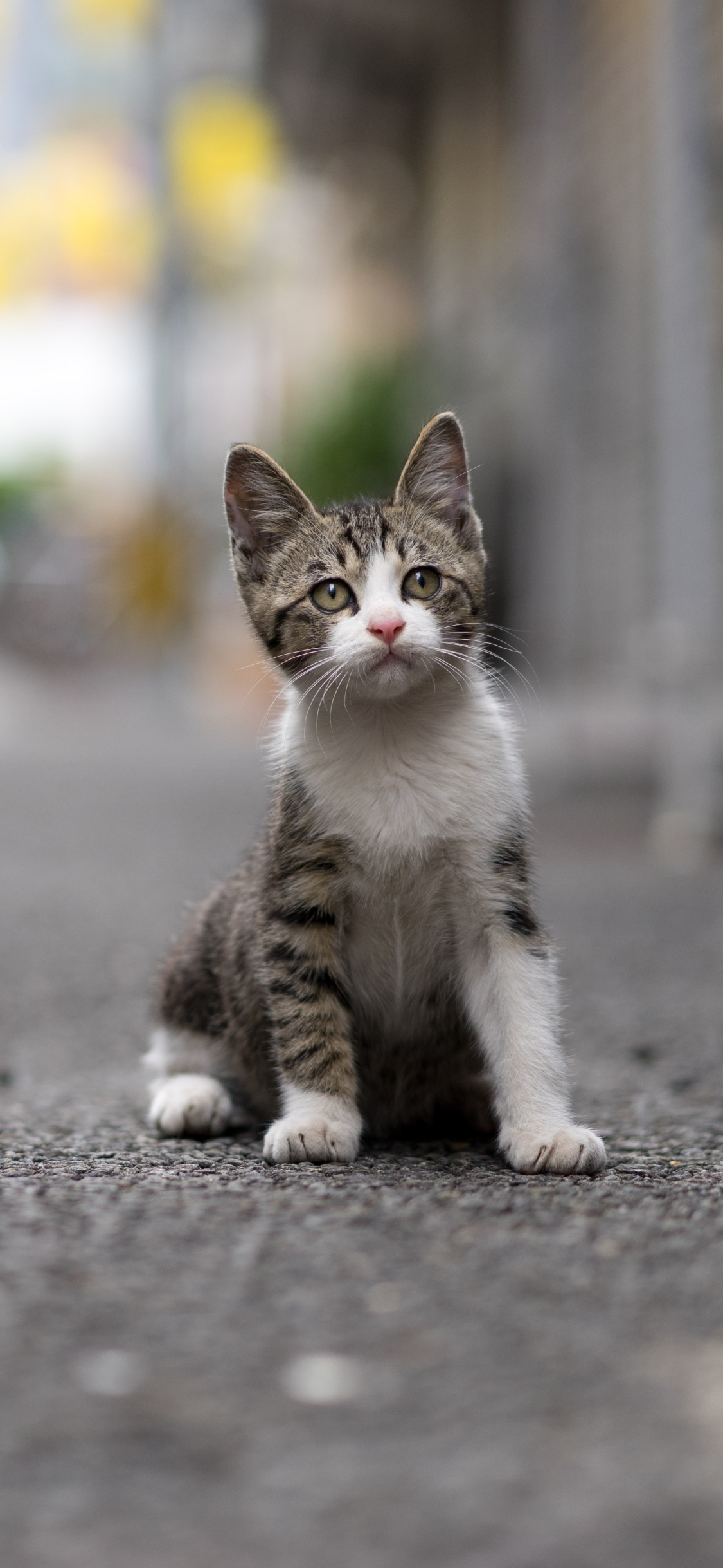 Download mobile wallpaper Cats, Cat, Kitten, Animal, Baby Animal, Depth Of Field for free.