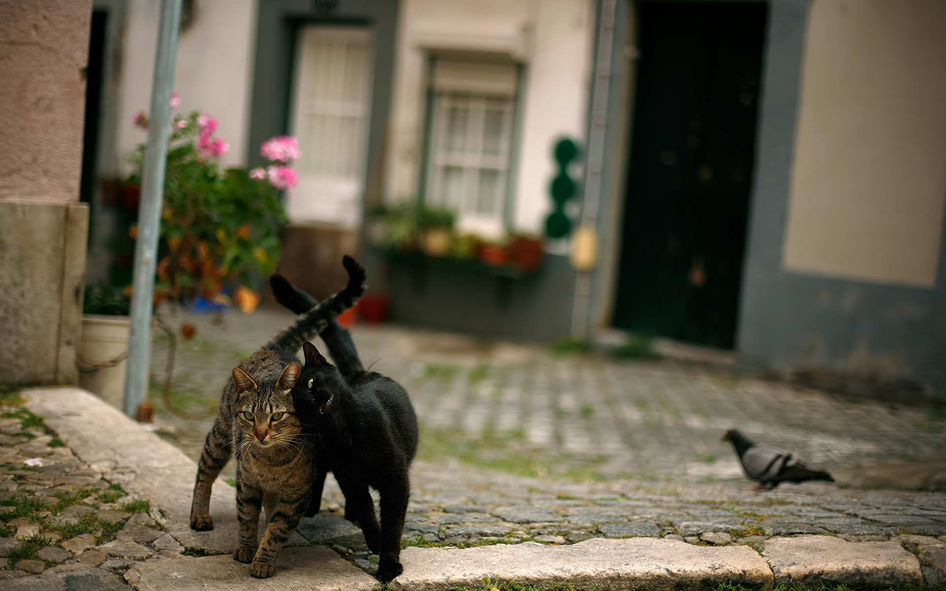 Baixe gratuitamente a imagem Animais, Gatos, Gato na área de trabalho do seu PC