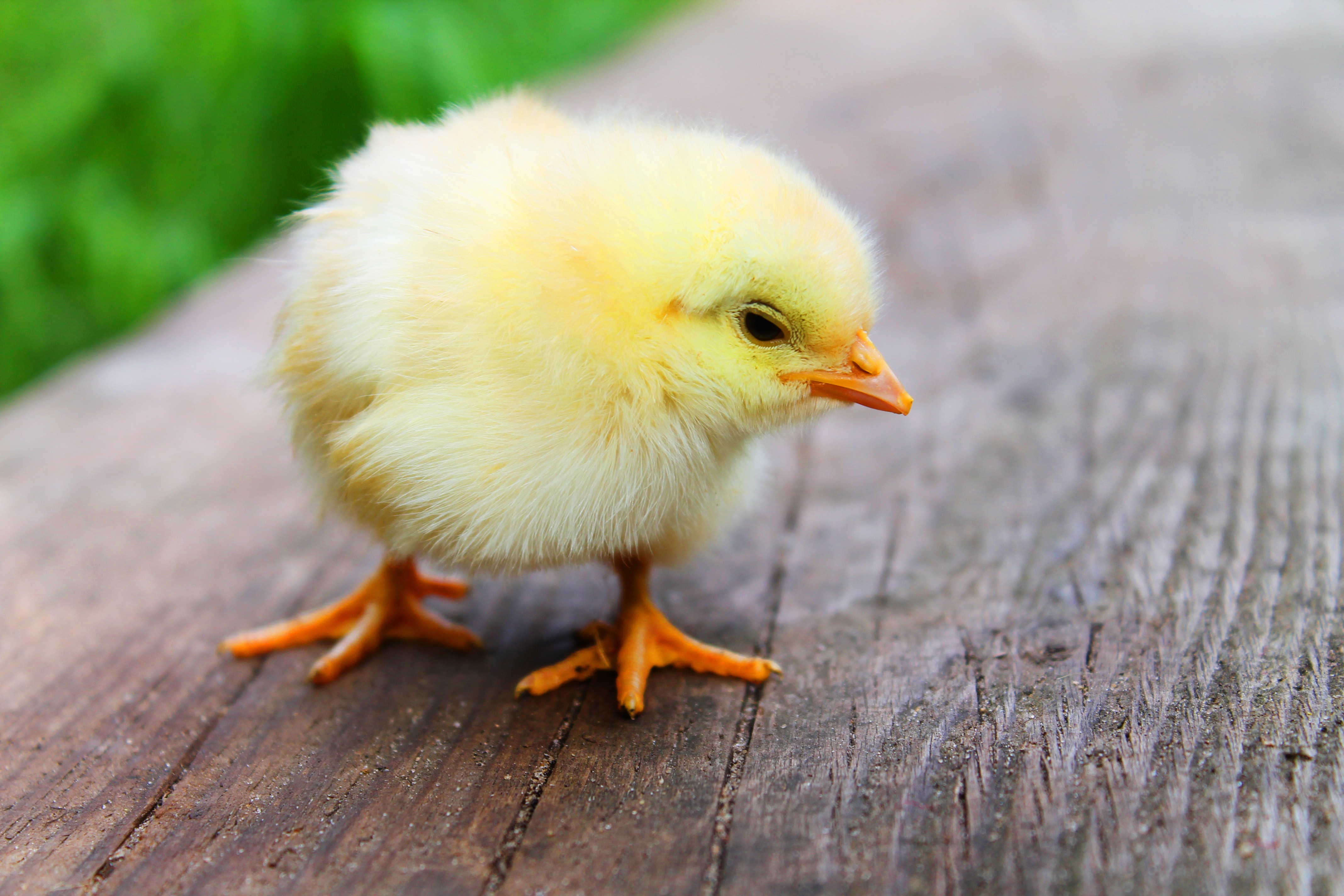 Download mobile wallpaper Birds, Animal, Chick, Chicken for free.