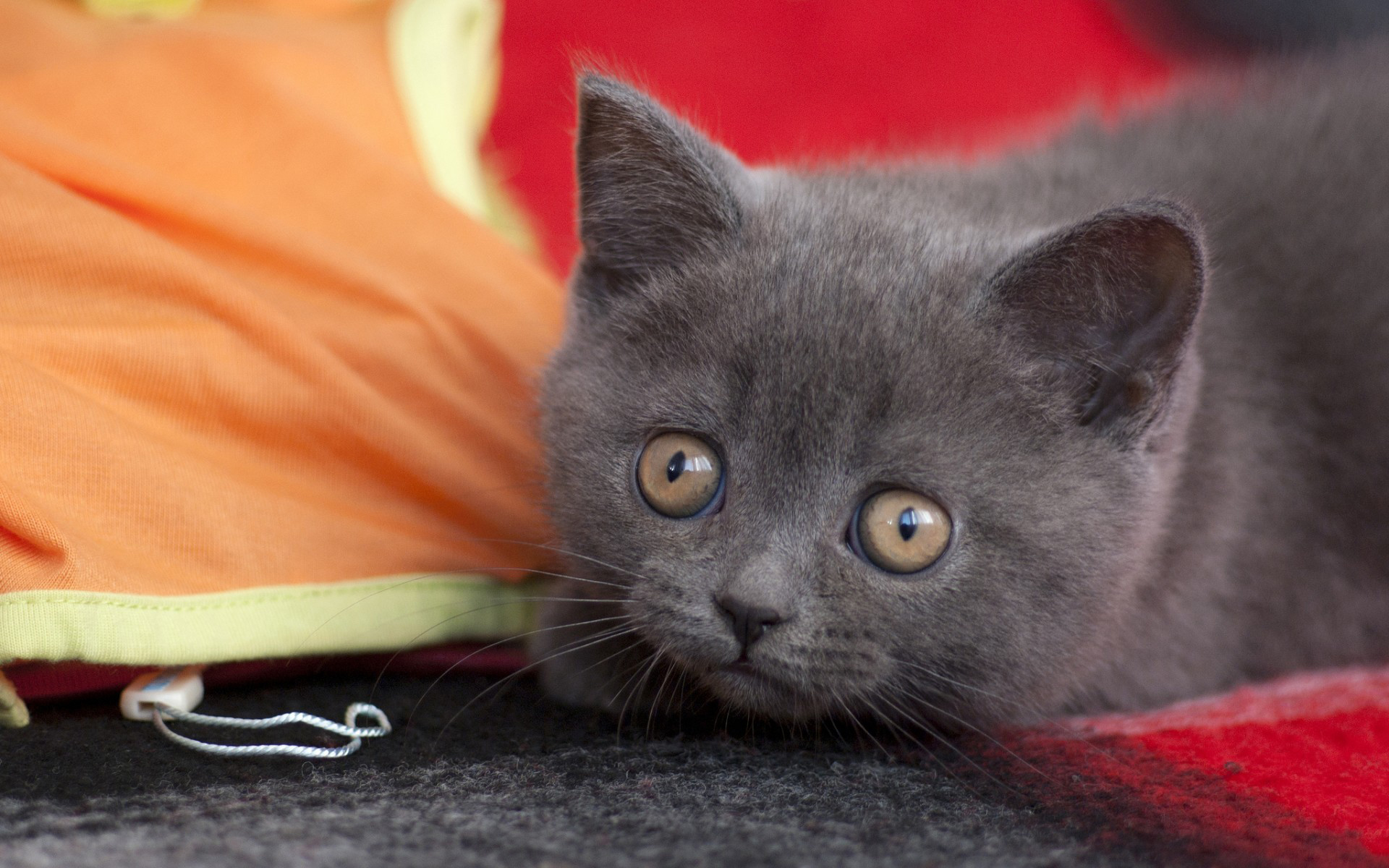 Download mobile wallpaper Cat, Animal, Cute for free.