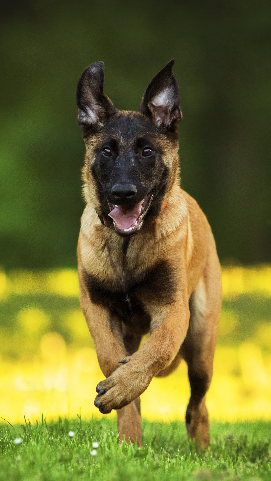 Download mobile wallpaper Dogs, Dog, Animal, German Shepherd, Depth Of Field for free.