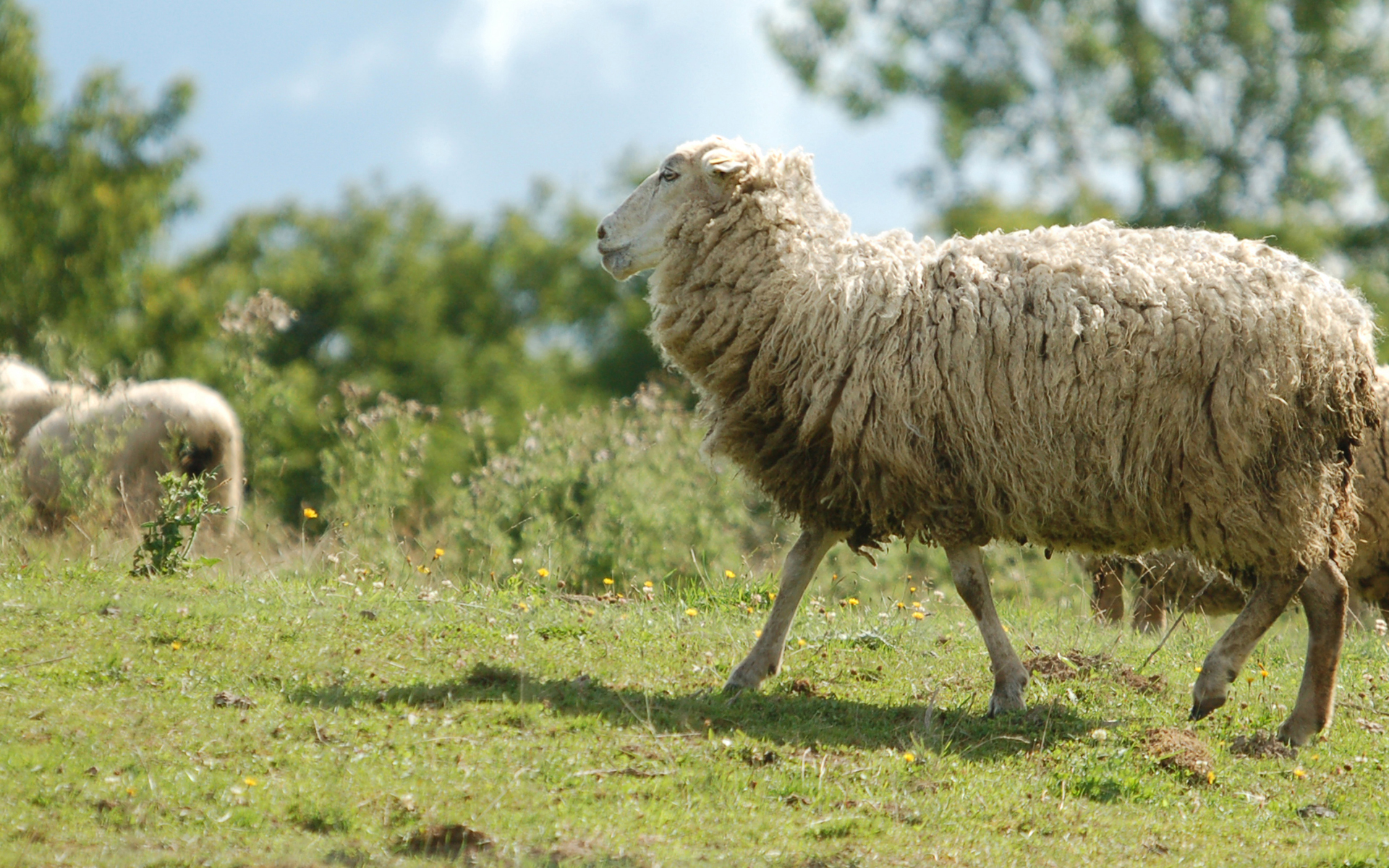 PCデスクトップに動物, 羊画像を無料でダウンロード
