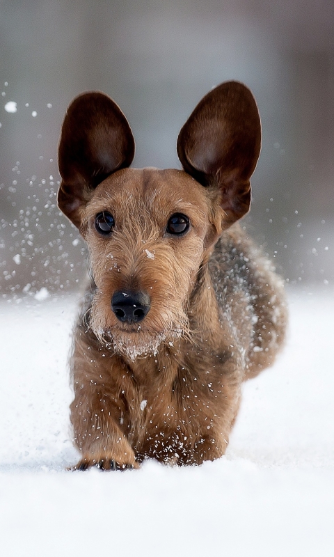 Handy-Wallpaper Tiere, Winter, Hunde, Hund, Schnauze kostenlos herunterladen.