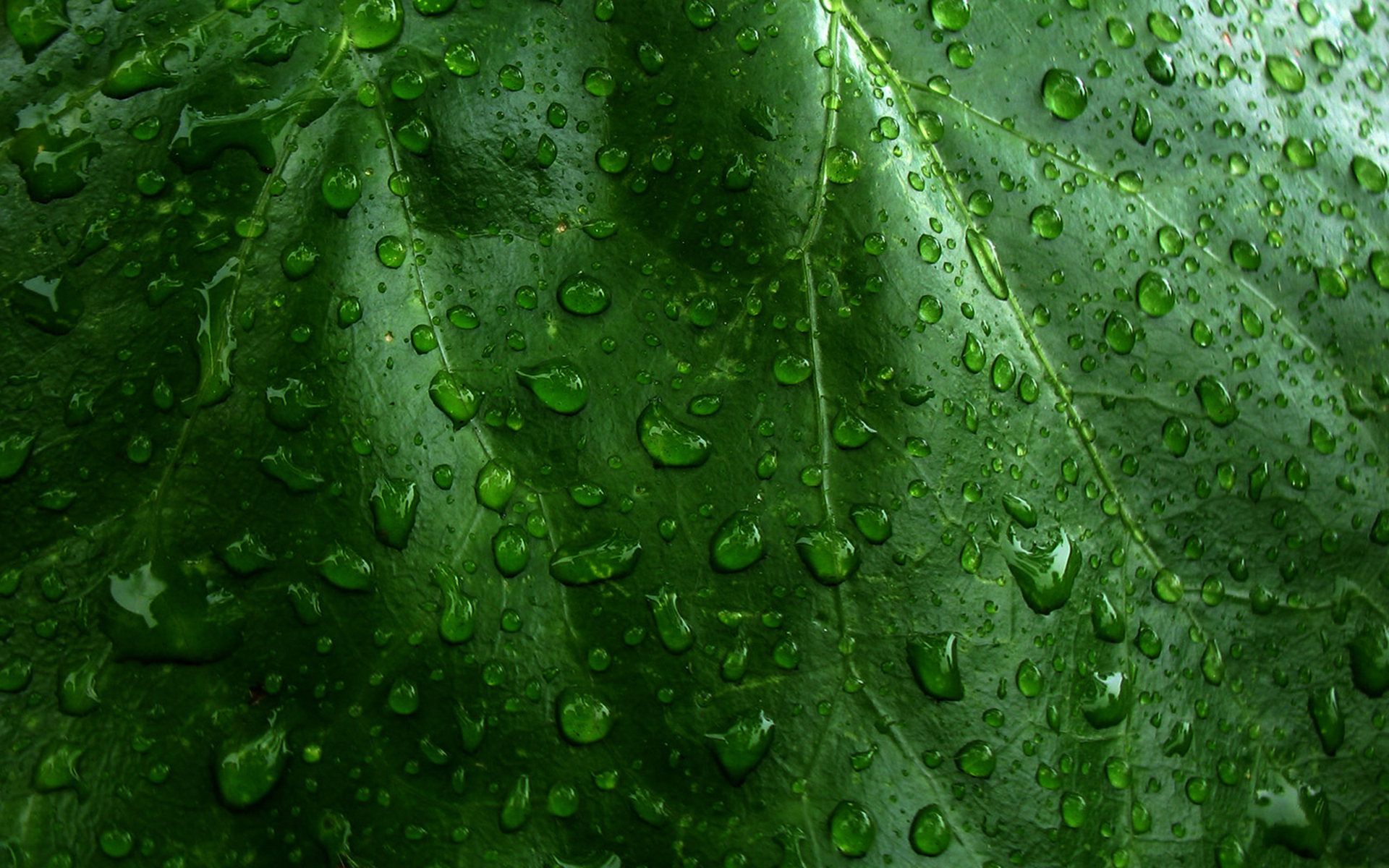 1080326画像をダウンロード葉, 自然, 緑, 地球, 水滴, 工場, 雨滴-壁紙とスクリーンセーバーを無料で