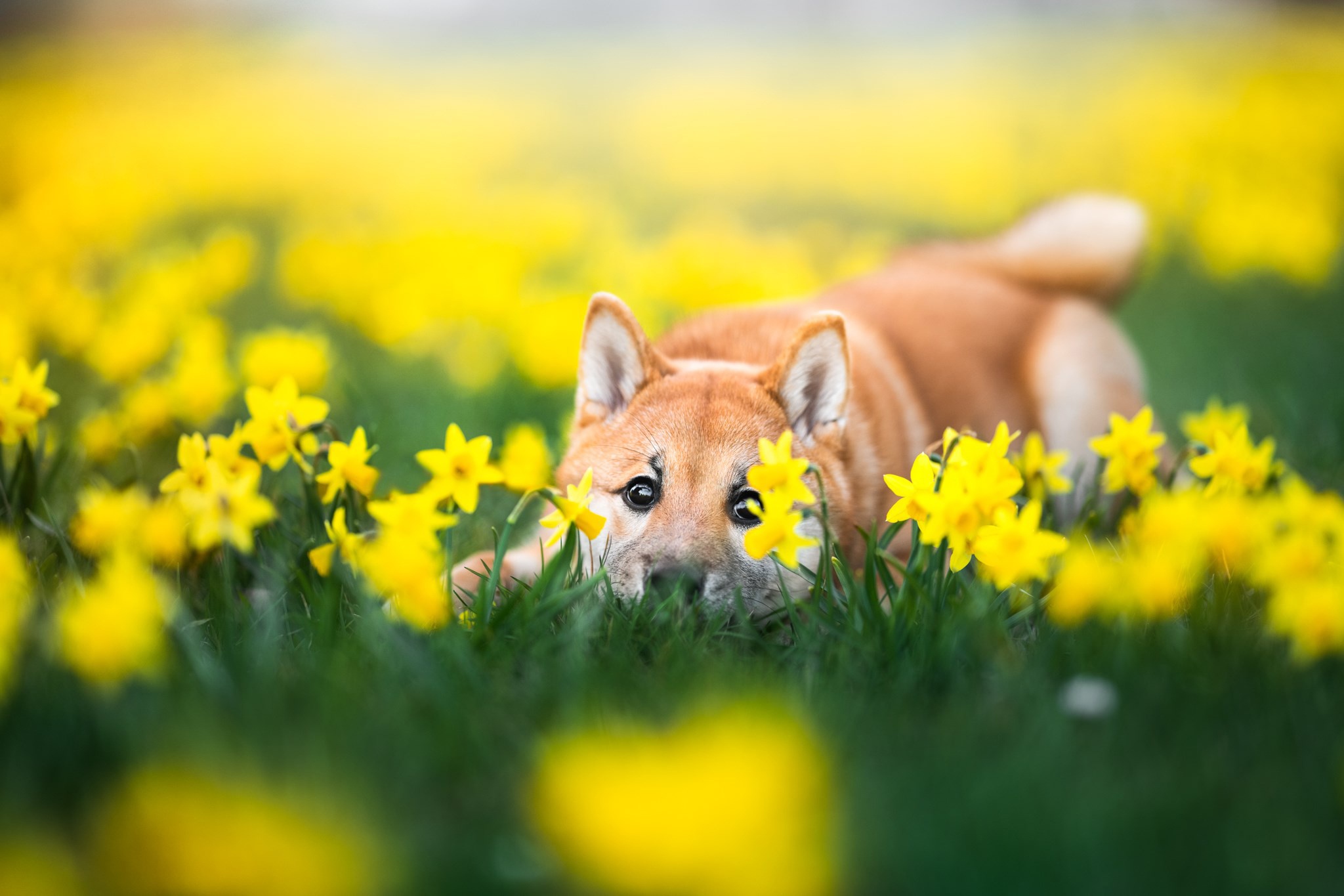 daffodil, animal, shiba inu, baby animal, dog, puppy, dogs