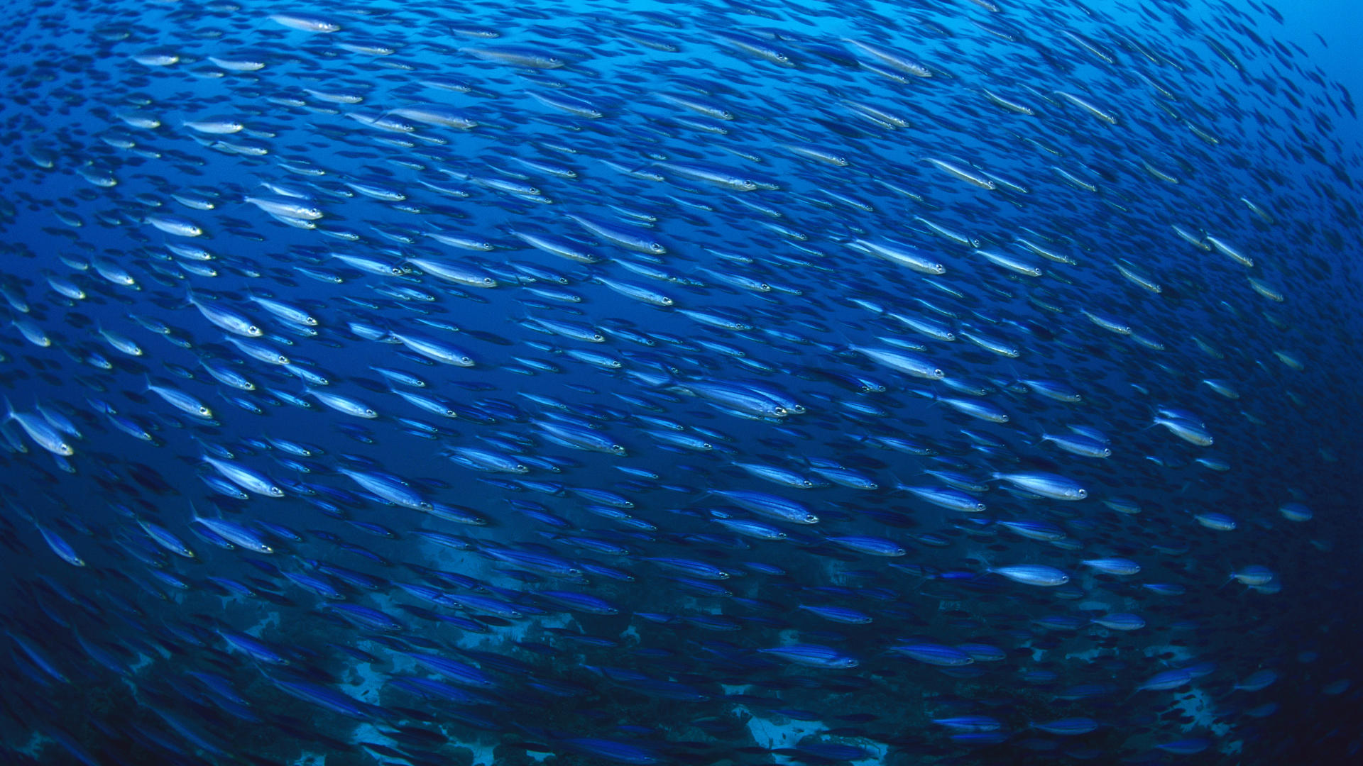 無料モバイル壁紙魚類, 魚, 海洋, 自然, 動物をダウンロードします。