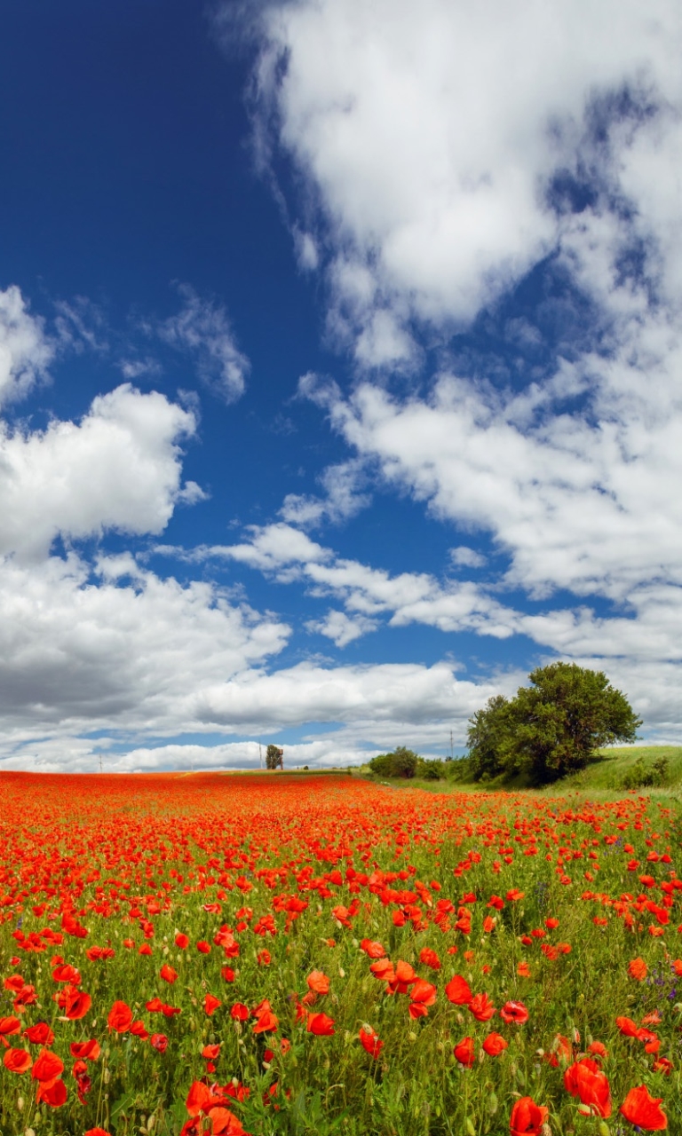 Download mobile wallpaper Nature, Flowers, Summer, Flower, Earth, Field, Cloud, Poppy, Red Flower for free.