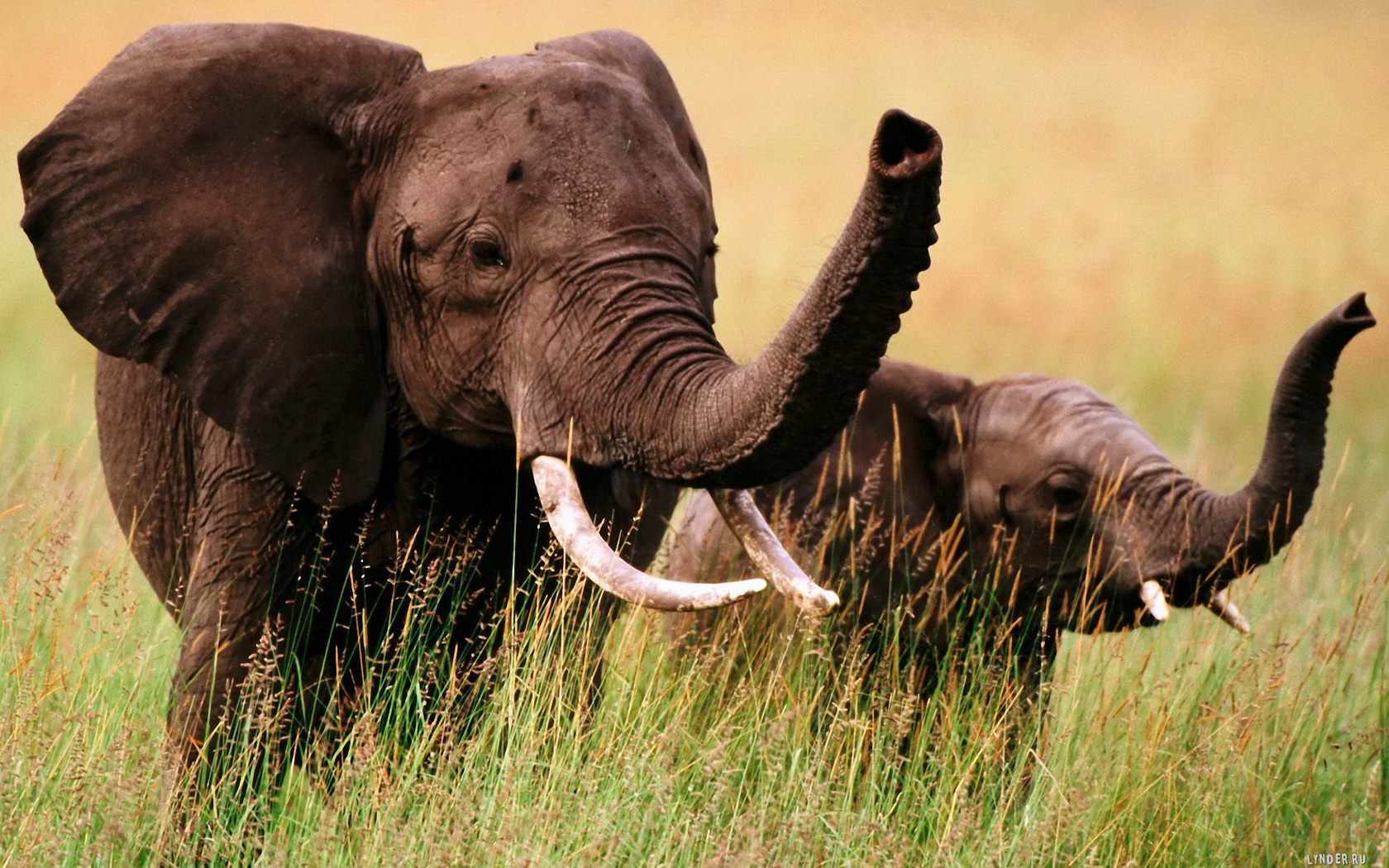 Free download wallpaper Elephants, Animal, African Bush Elephant on your PC desktop