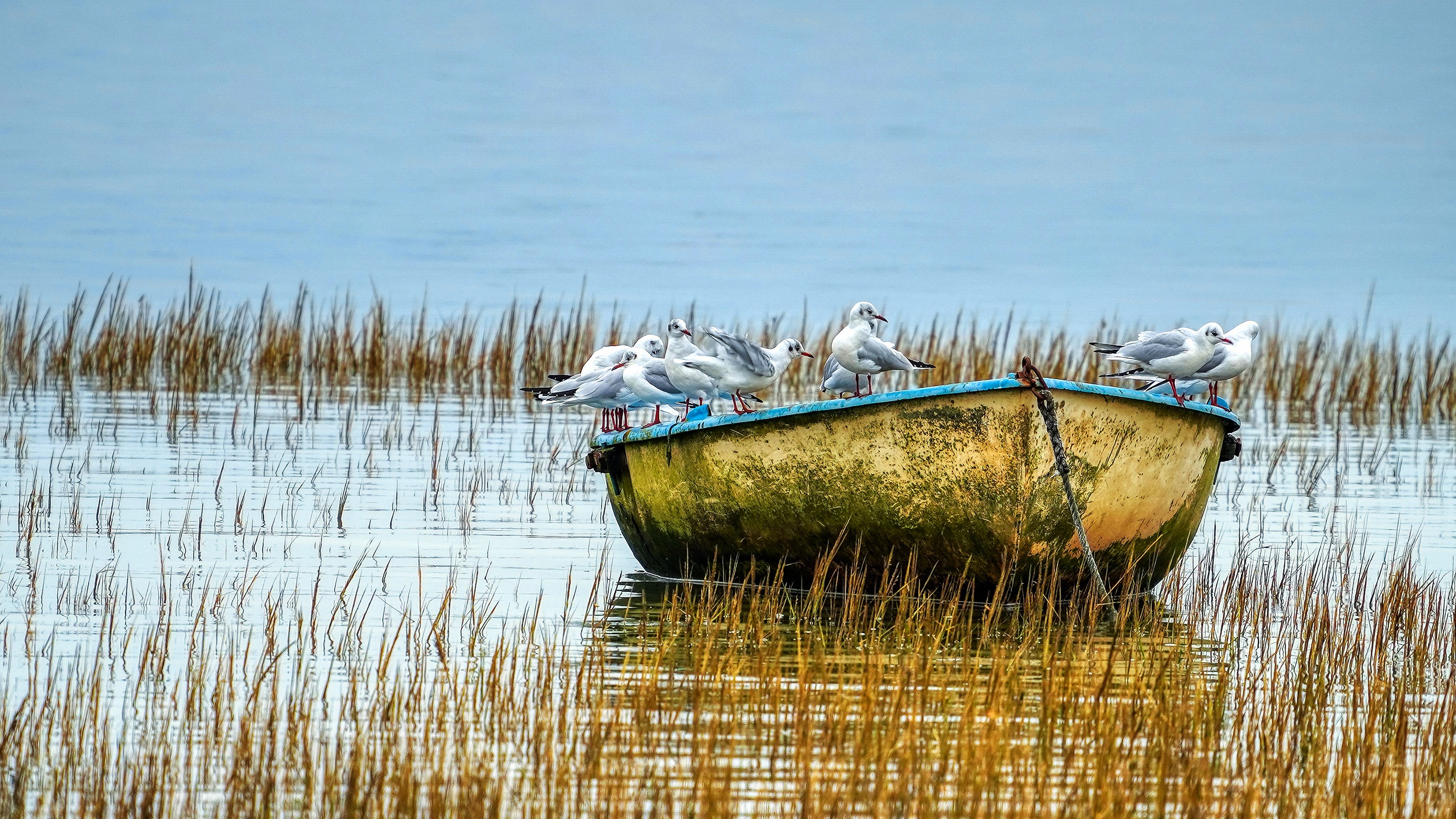 Free download wallpaper Birds, Bird, Animal, Boat, Seagull on your PC desktop