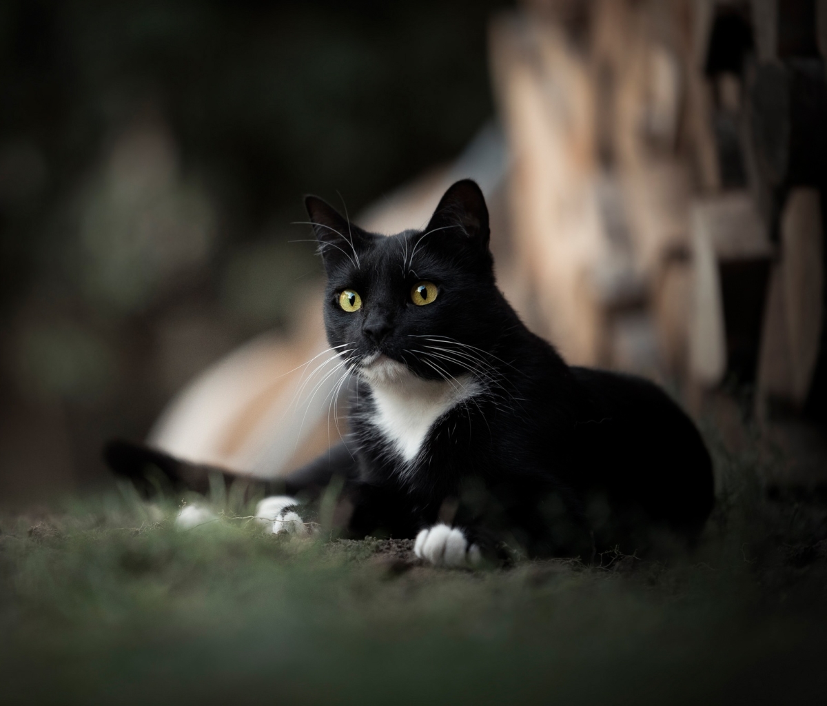 Handy-Wallpaper Tiere, Katzen, Katze, Tiefenschärfe kostenlos herunterladen.