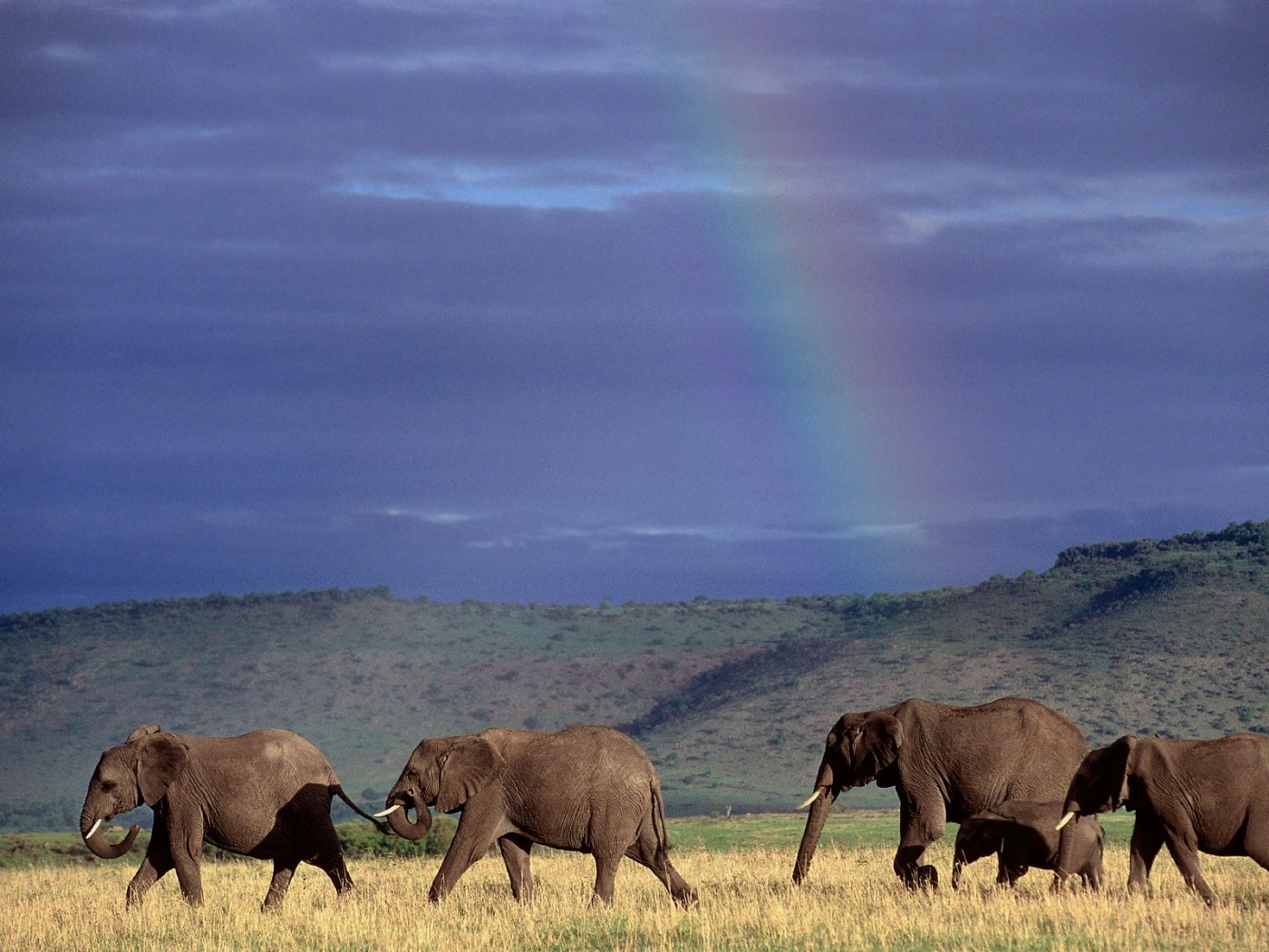 Baixe gratuitamente a imagem Elefantes, Animais na área de trabalho do seu PC