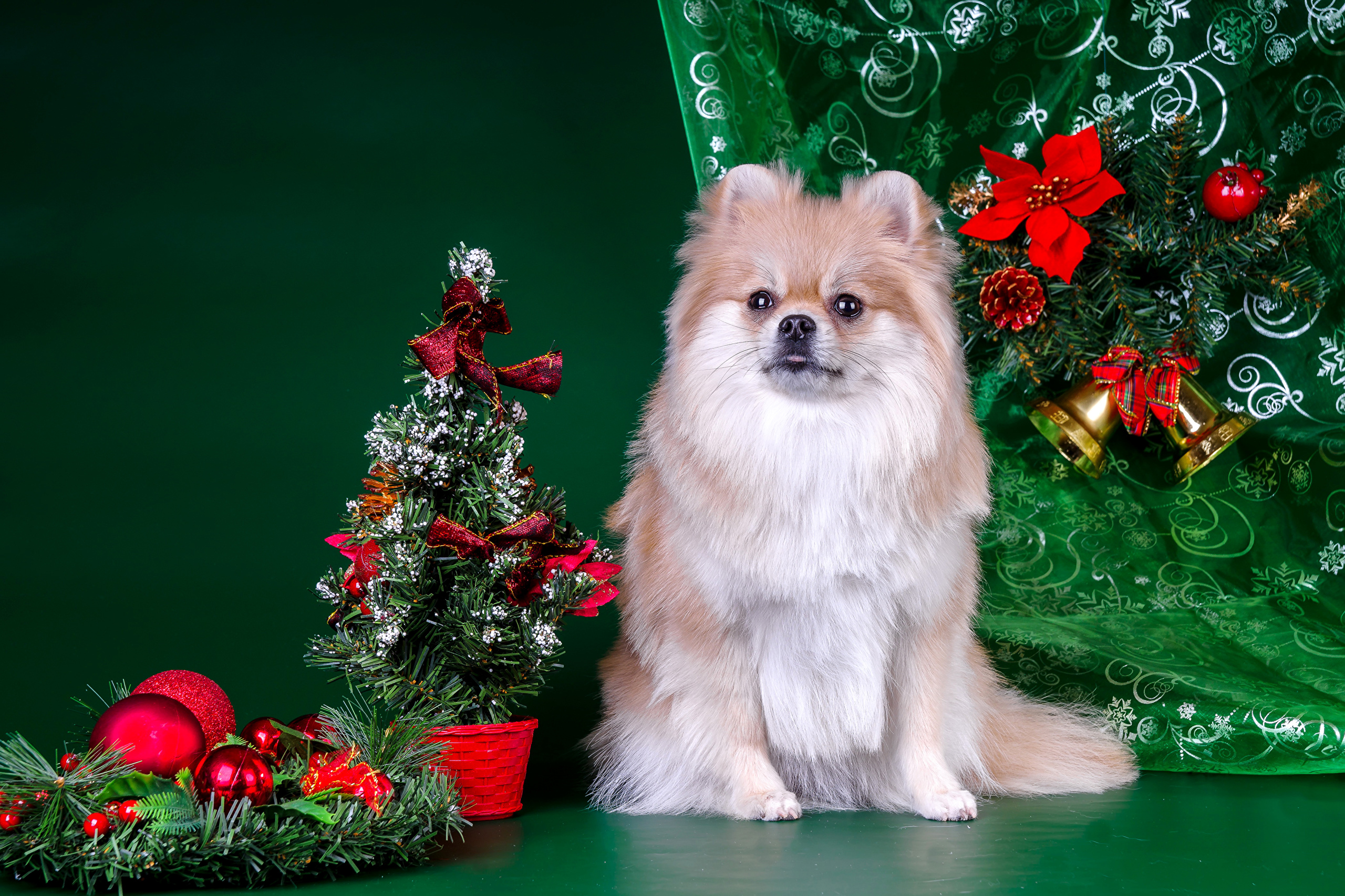 Скачать обои бесплатно Животные, Собаки, Собака, Рождество, Рождественская Елка, Шпиц картинка на рабочий стол ПК