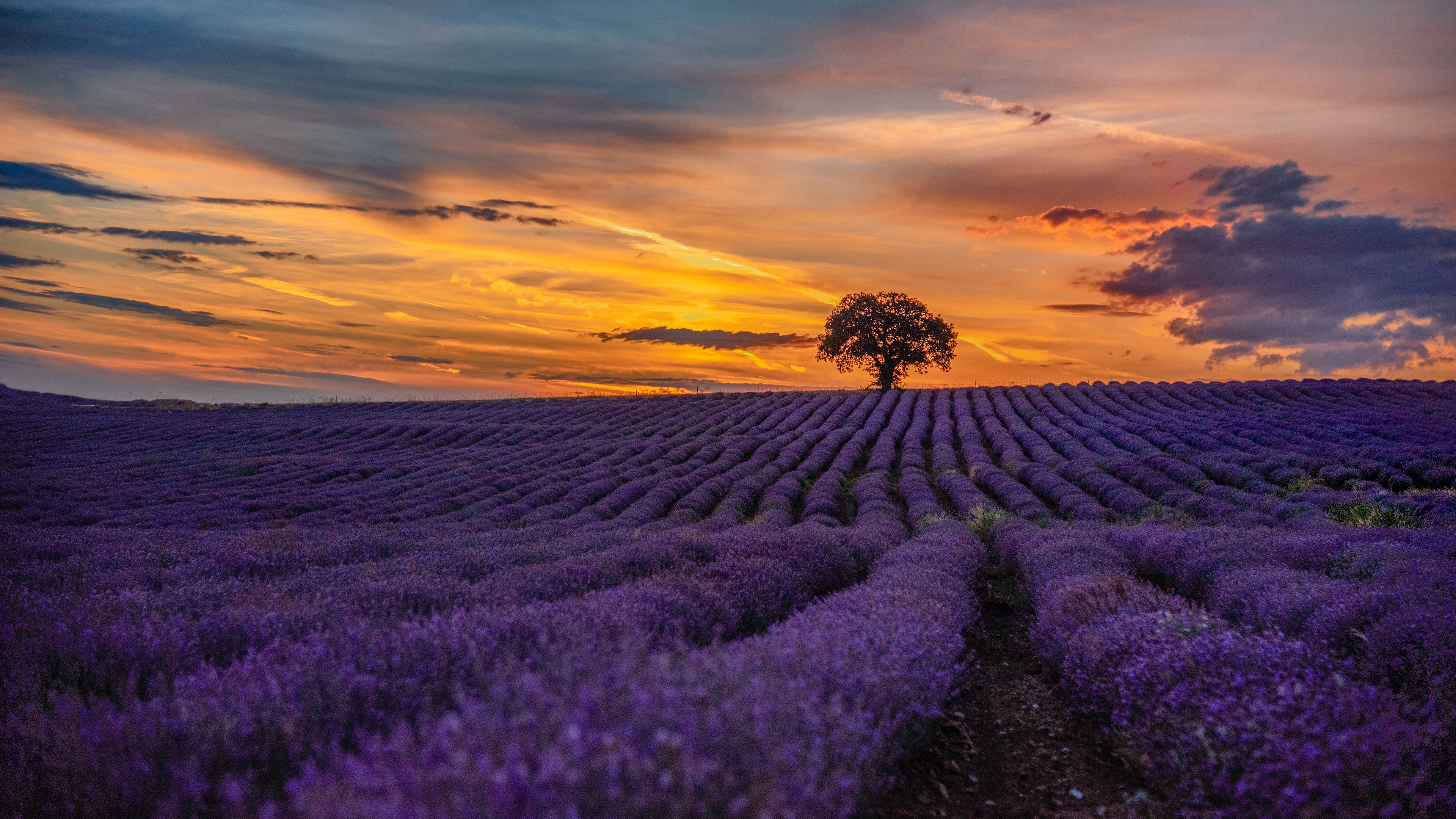 Descarga gratis la imagen Naturaleza, Flores, Campo, Lavanda, Atardecer, Flor Purpura, Tierra/naturaleza en el escritorio de tu PC