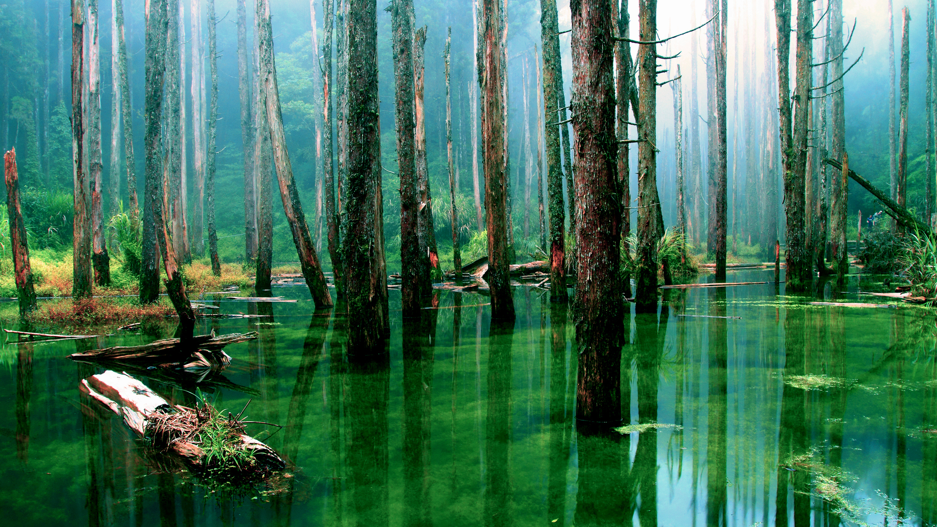 Download mobile wallpaper Swamp, Earth for free.