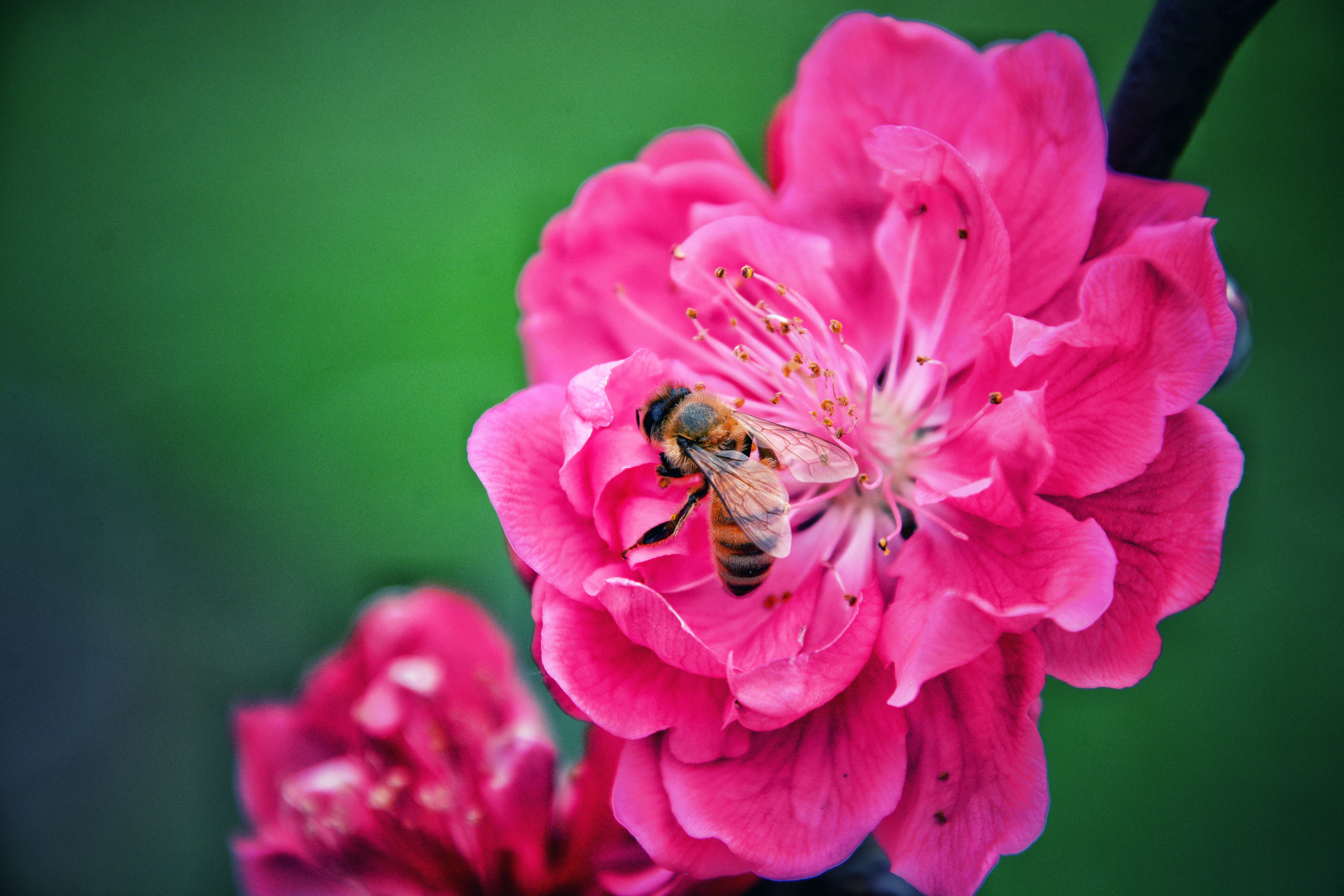 Скачать картинку Опыление, Пчела, Макро, Цветок, Розовый в телефон бесплатно.