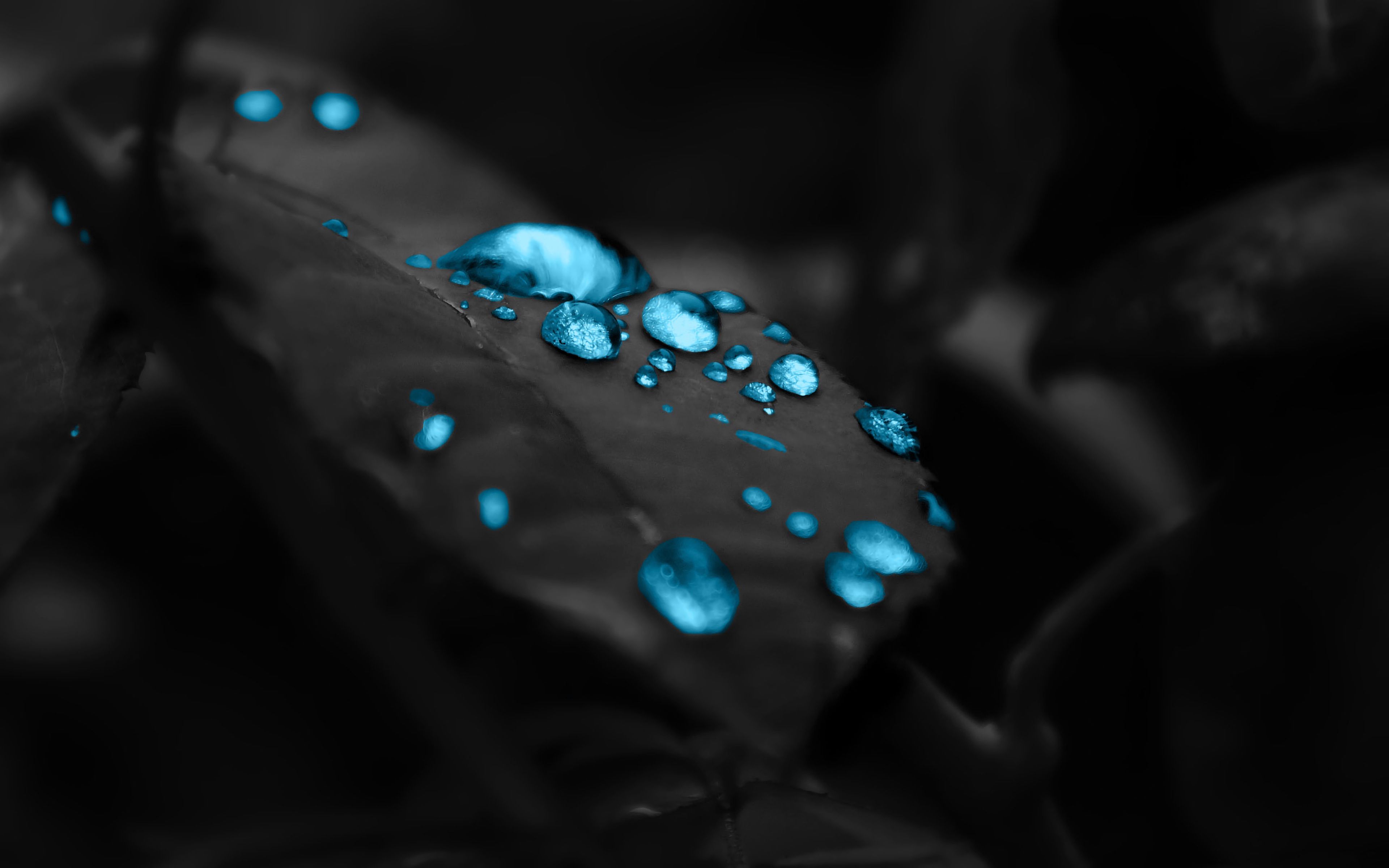 macro, sheet, leaf, drops, dew, photoshop 2160p