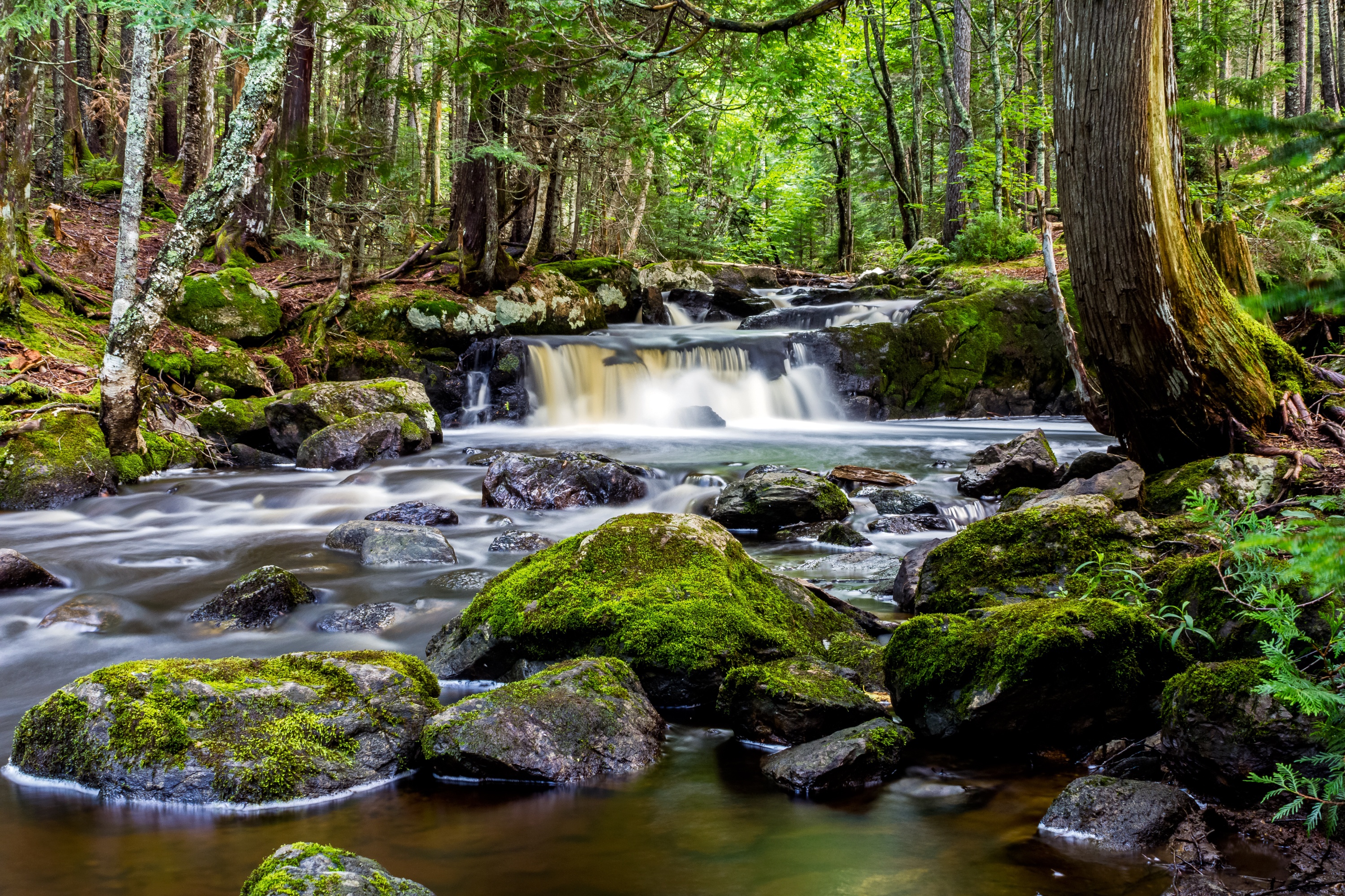 Descarga gratuita de fondo de pantalla para móvil de Naturaleza, Rio, Cascada, Bosque, Musgo, Tierra/naturaleza.