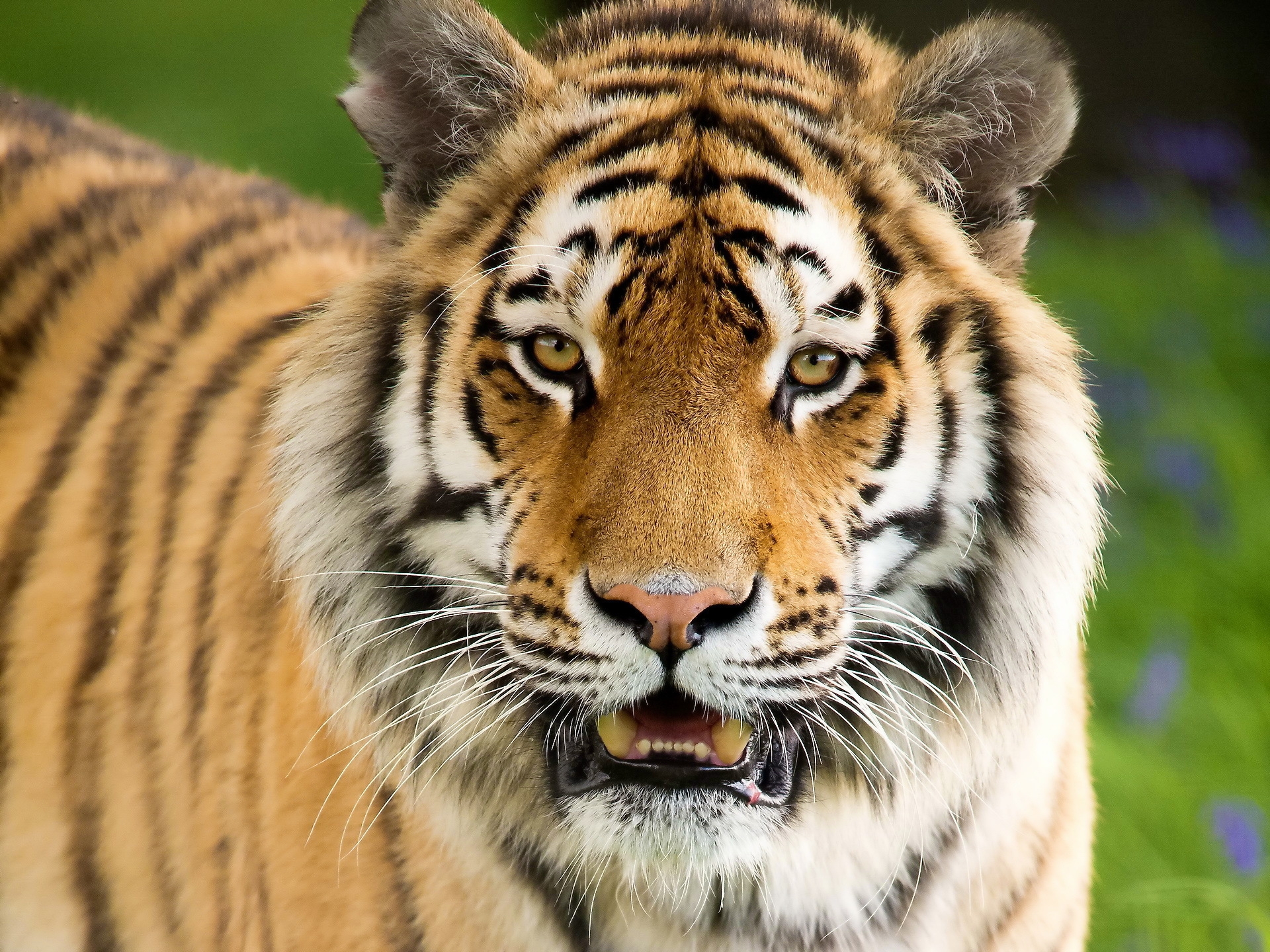 110342 скачать картинку животные, агрессия, морда, тигр, открытый рот - обои и заставки бесплатно