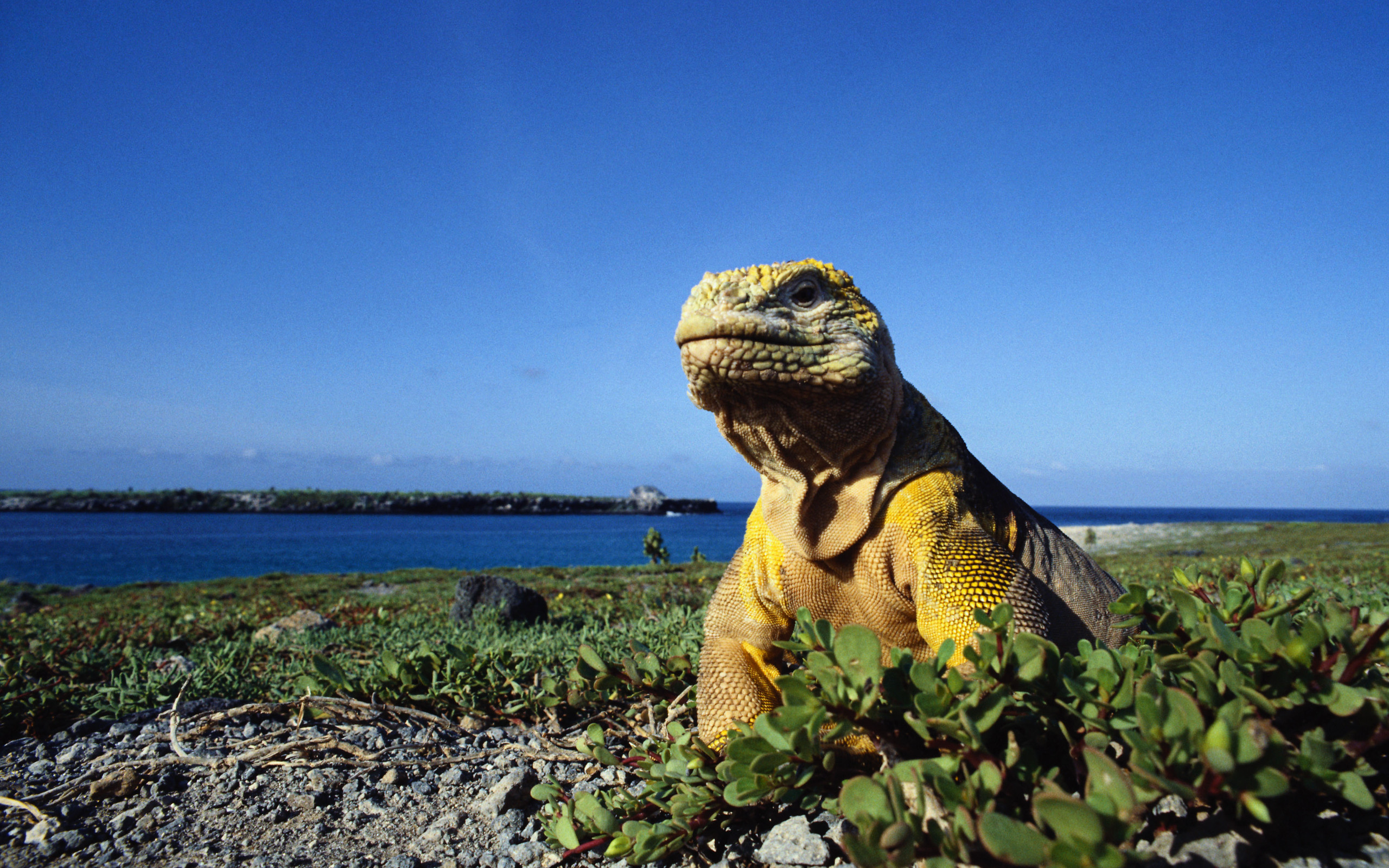 Handy-Wallpaper Eidechse, Reptilien, Tiere kostenlos herunterladen.