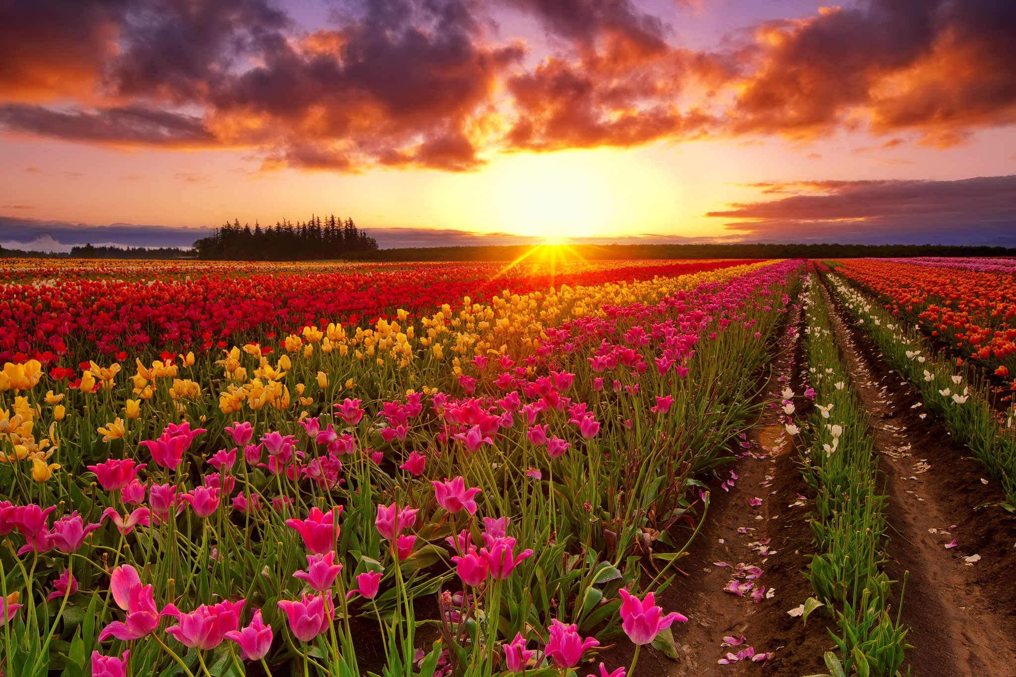 Free download wallpaper Flowers, Sunset, Flower, Earth, Field, Tulip, Yellow Flower, Sunbeam, Red Flower, Pink Flower on your PC desktop