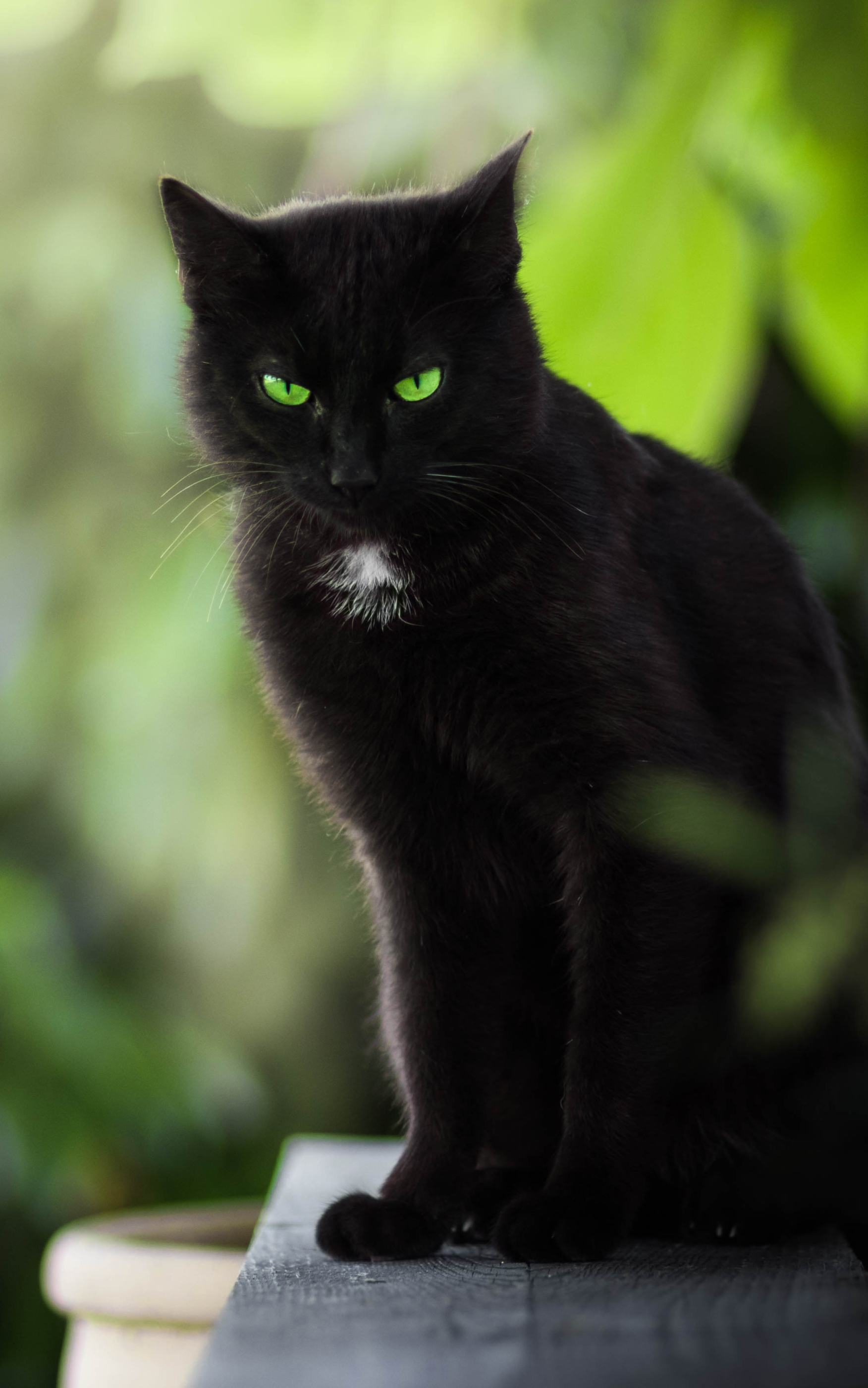 Download mobile wallpaper Cats, Cat, Animal, Green Eyes, Stare for free.