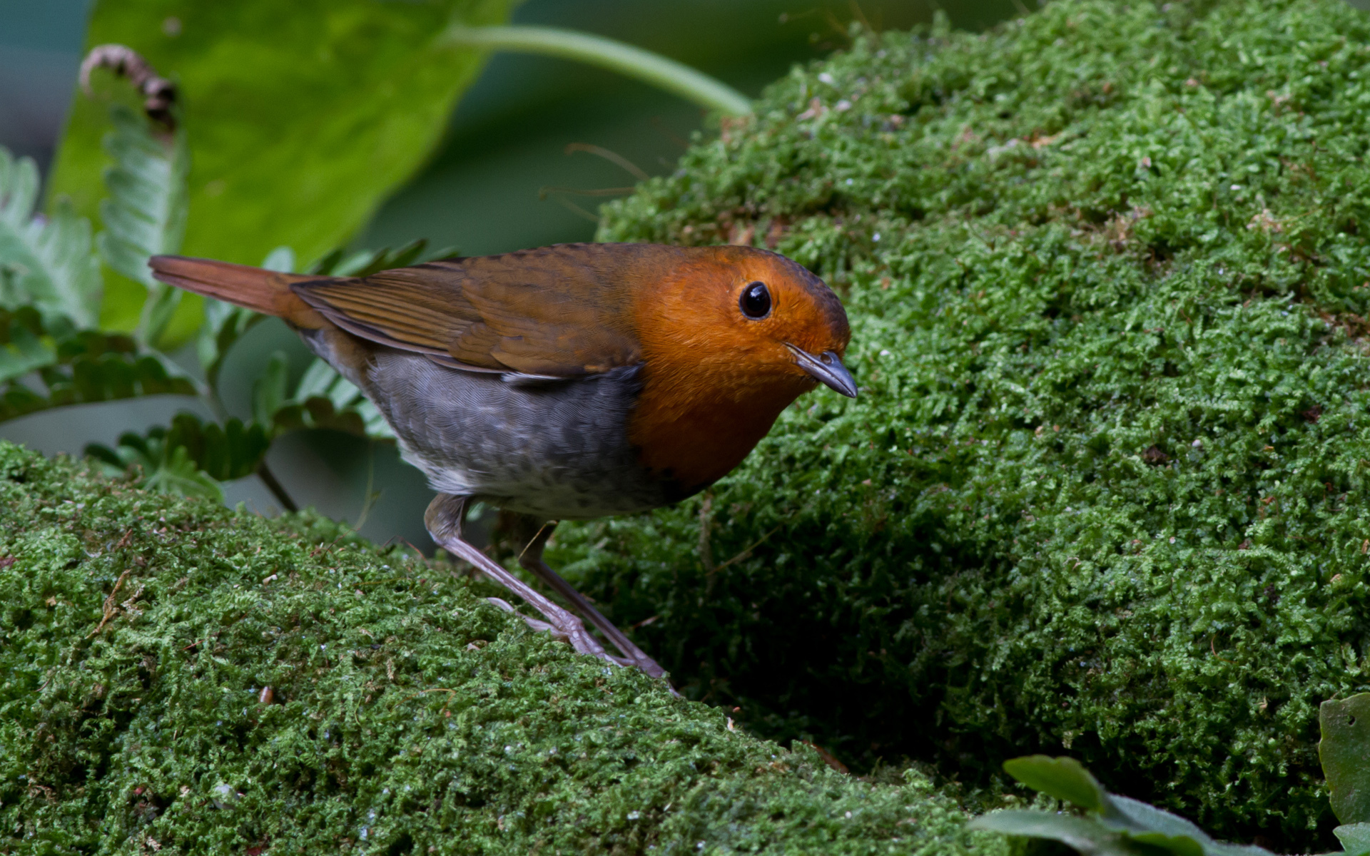 Baixar papel de parede para celular de Pássaro, Aves, Animais gratuito.