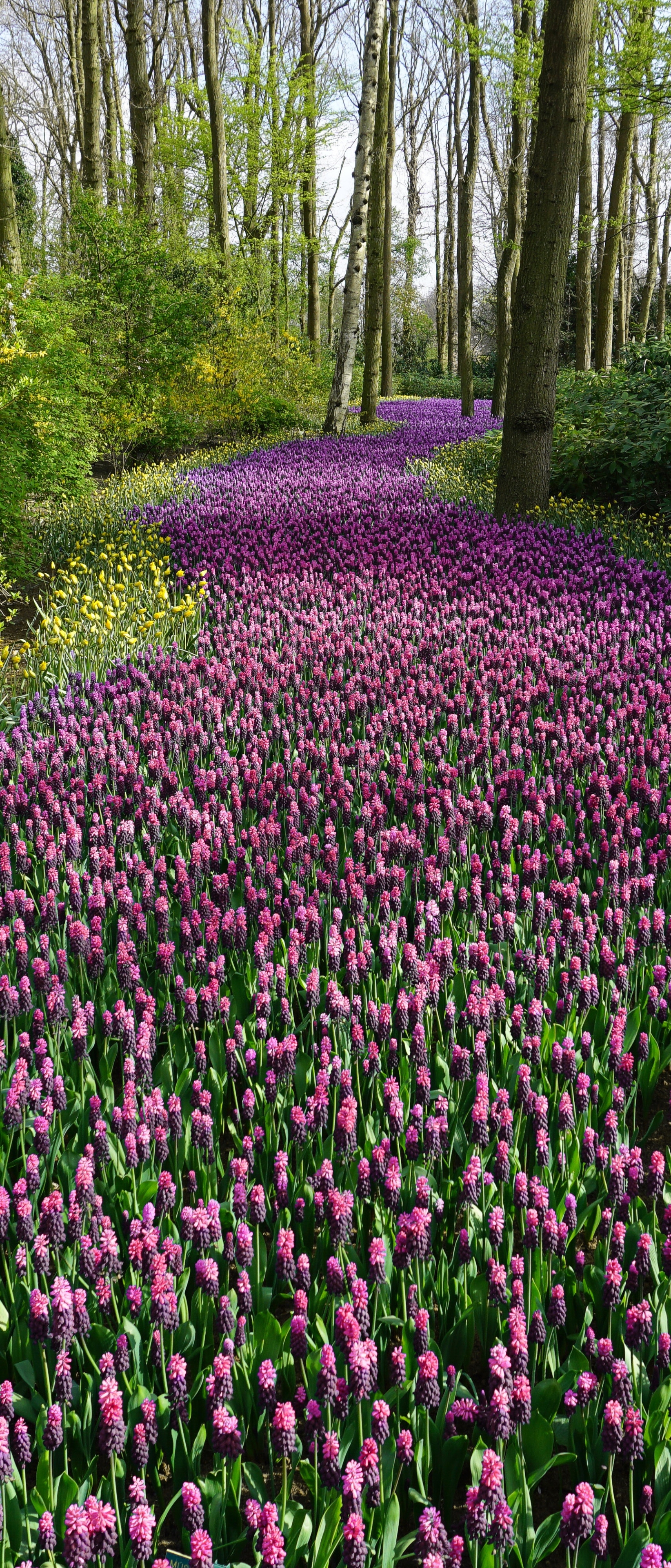 Descarga gratis la imagen Naturaleza, Flores, Flor, Flor Purpura, Tierra/naturaleza en el escritorio de tu PC