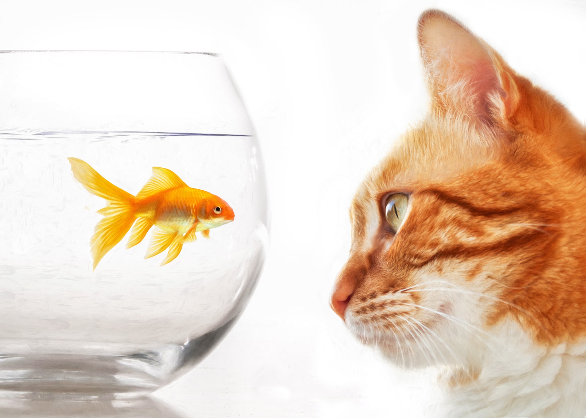 Download mobile wallpaper Cats, Cat, Animal, Aquarium, Goldfish for free.