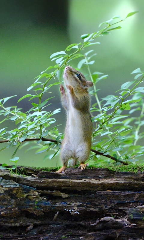 Handy-Wallpaper Tiere, Nagetier, Streifenhörnchen kostenlos herunterladen.