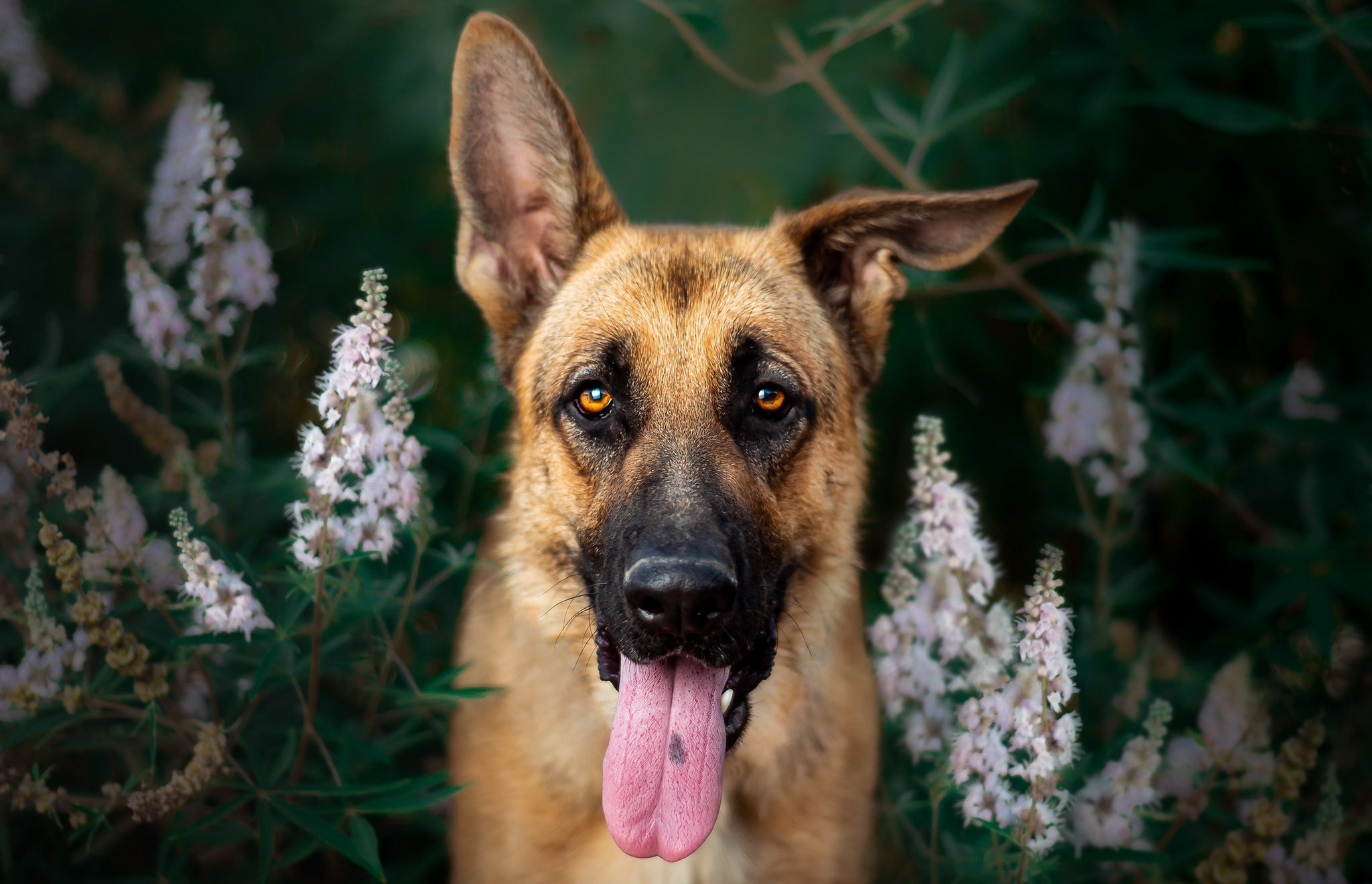 Download mobile wallpaper Dogs, Dog, Animal, German Shepherd, Stare for free.