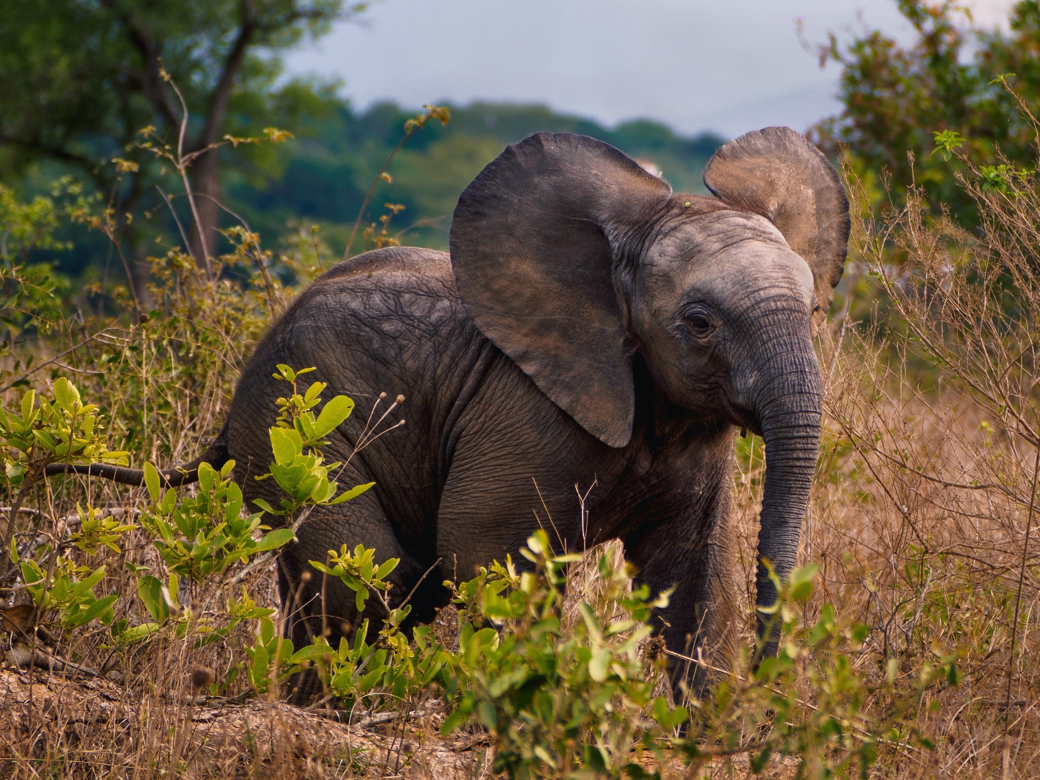 Laden Sie das Tiere, Süß, Elefanten, Afrikanischer Elefant, Tierbaby-Bild kostenlos auf Ihren PC-Desktop herunter
