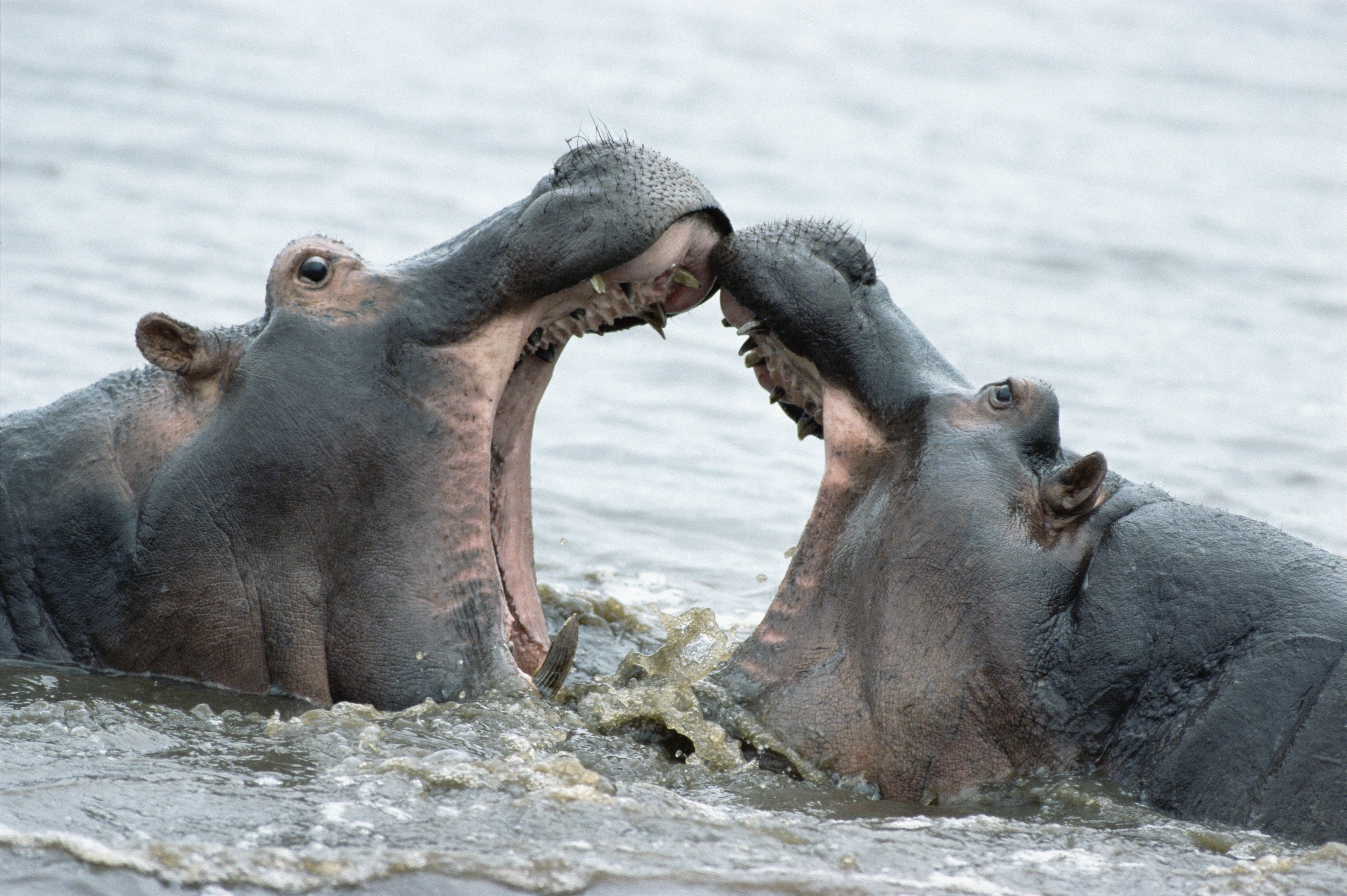 Baixar papel de parede para celular de Animais, Hipopótamo gratuito.